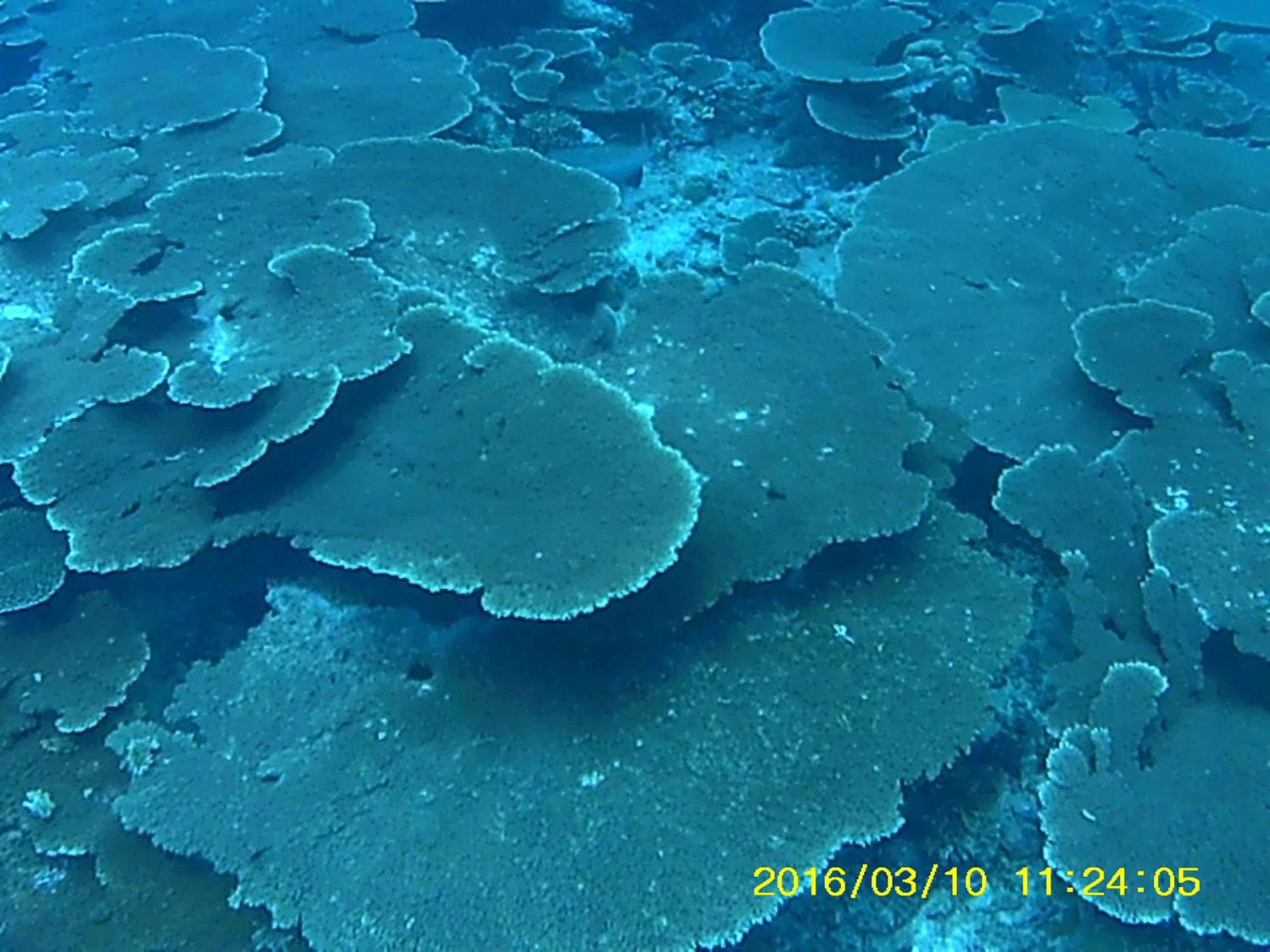 Bahari Lodge, K.Kaashidhoo