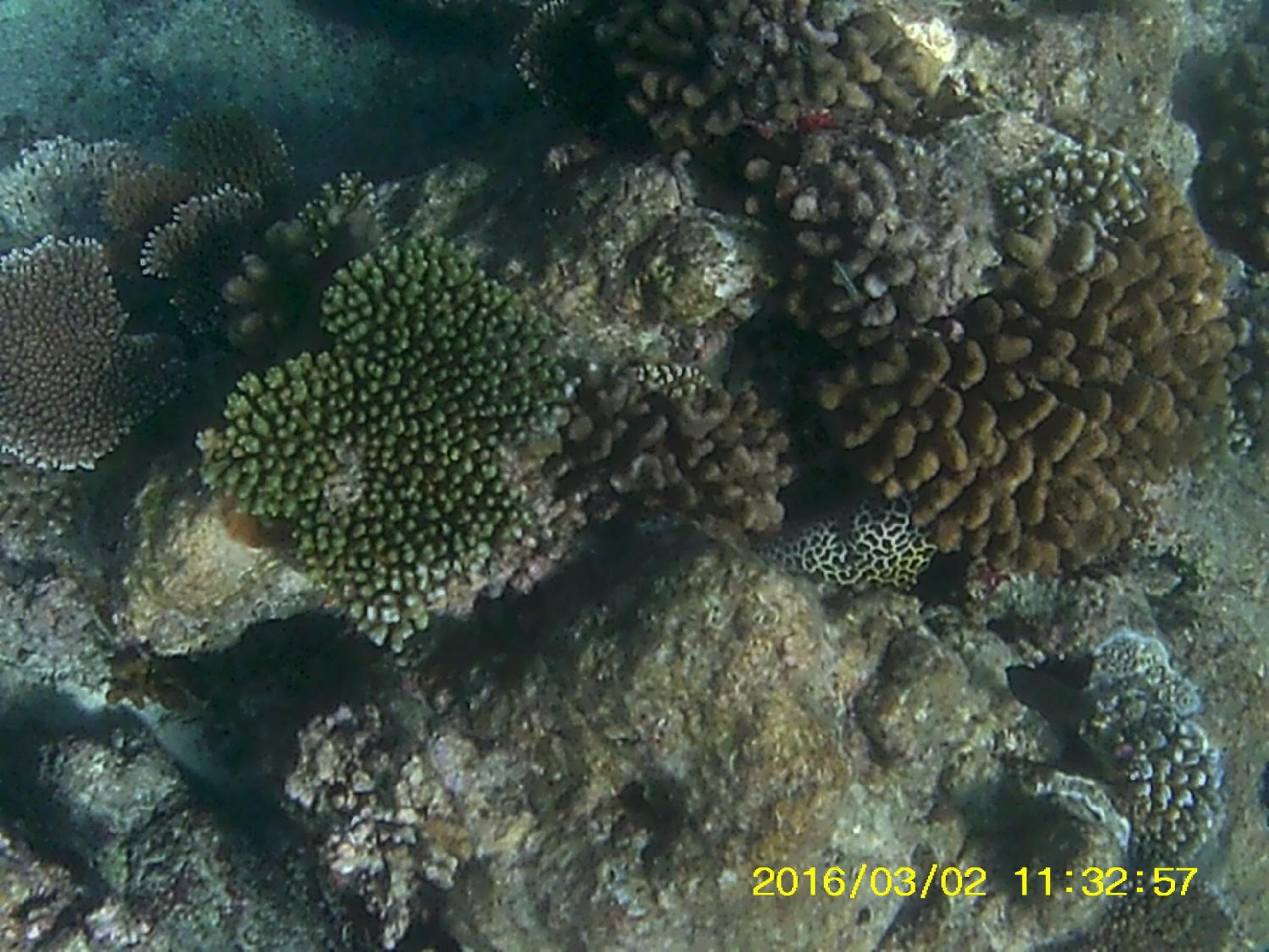 Bahari Lodge, K.Kaashidhoo