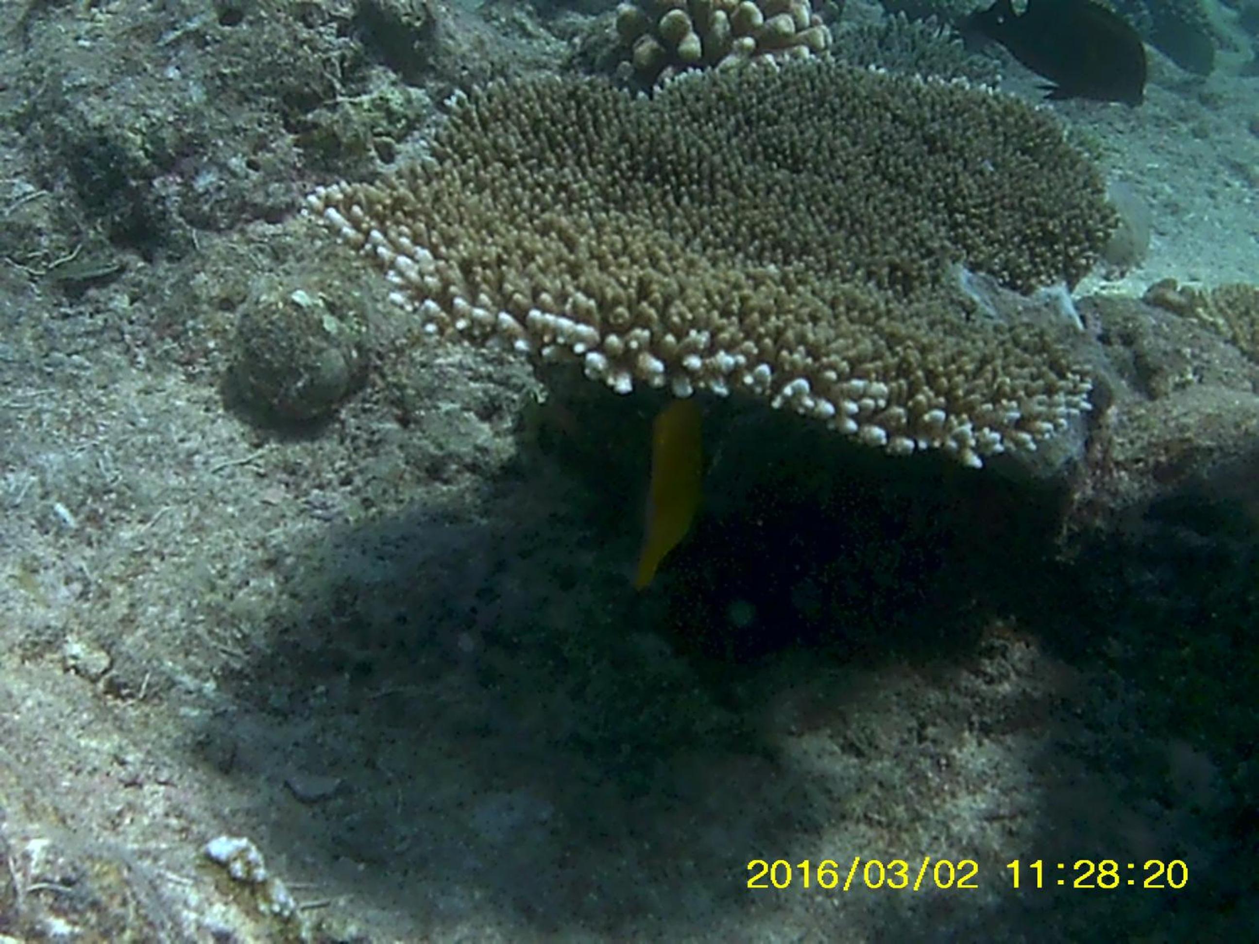 Bahari Lodge, K.Kaashidhoo