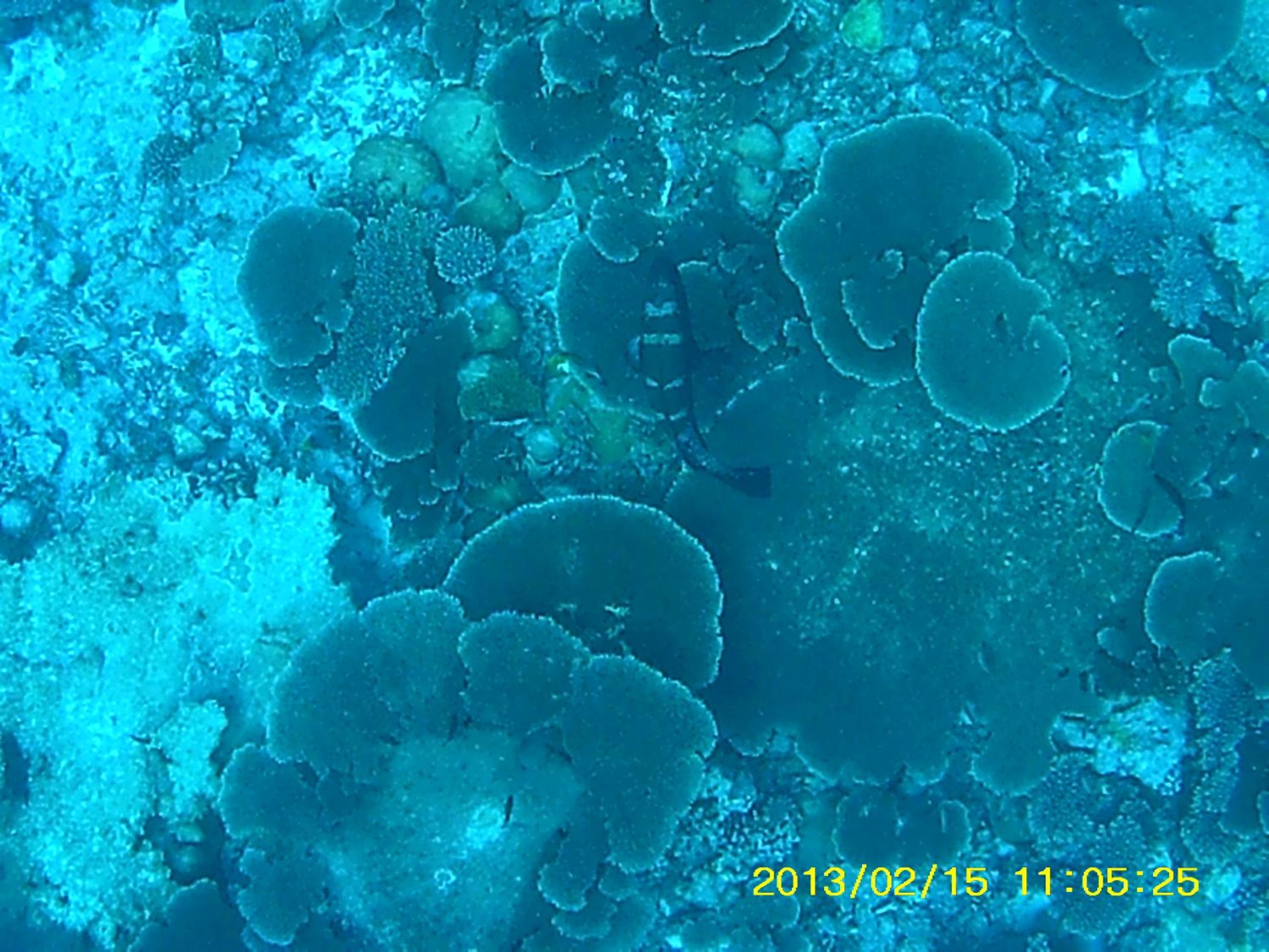 Bahari Lodge, K.Kaashidhoo