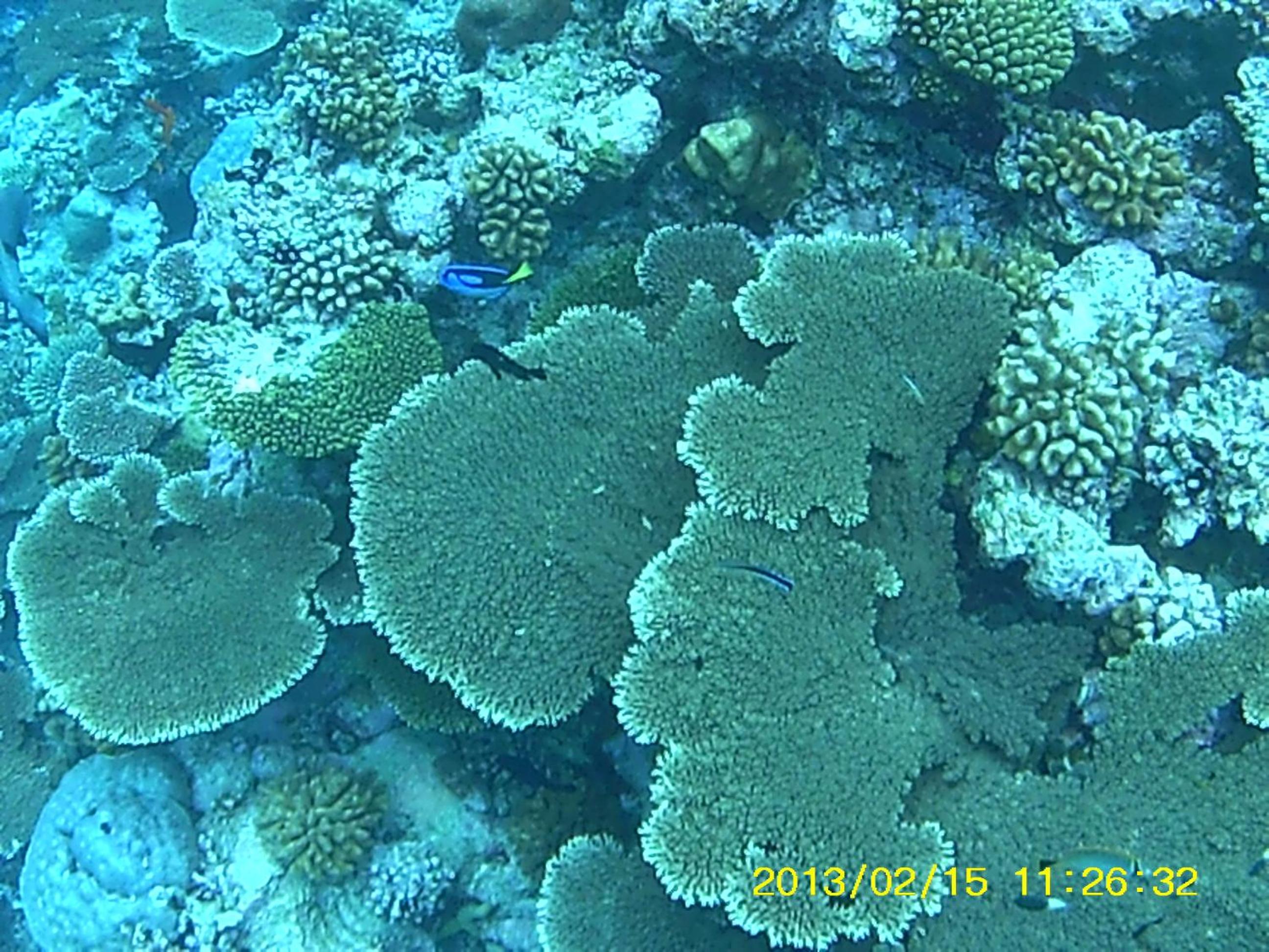 Bahari Lodge, K.Kaashidhoo