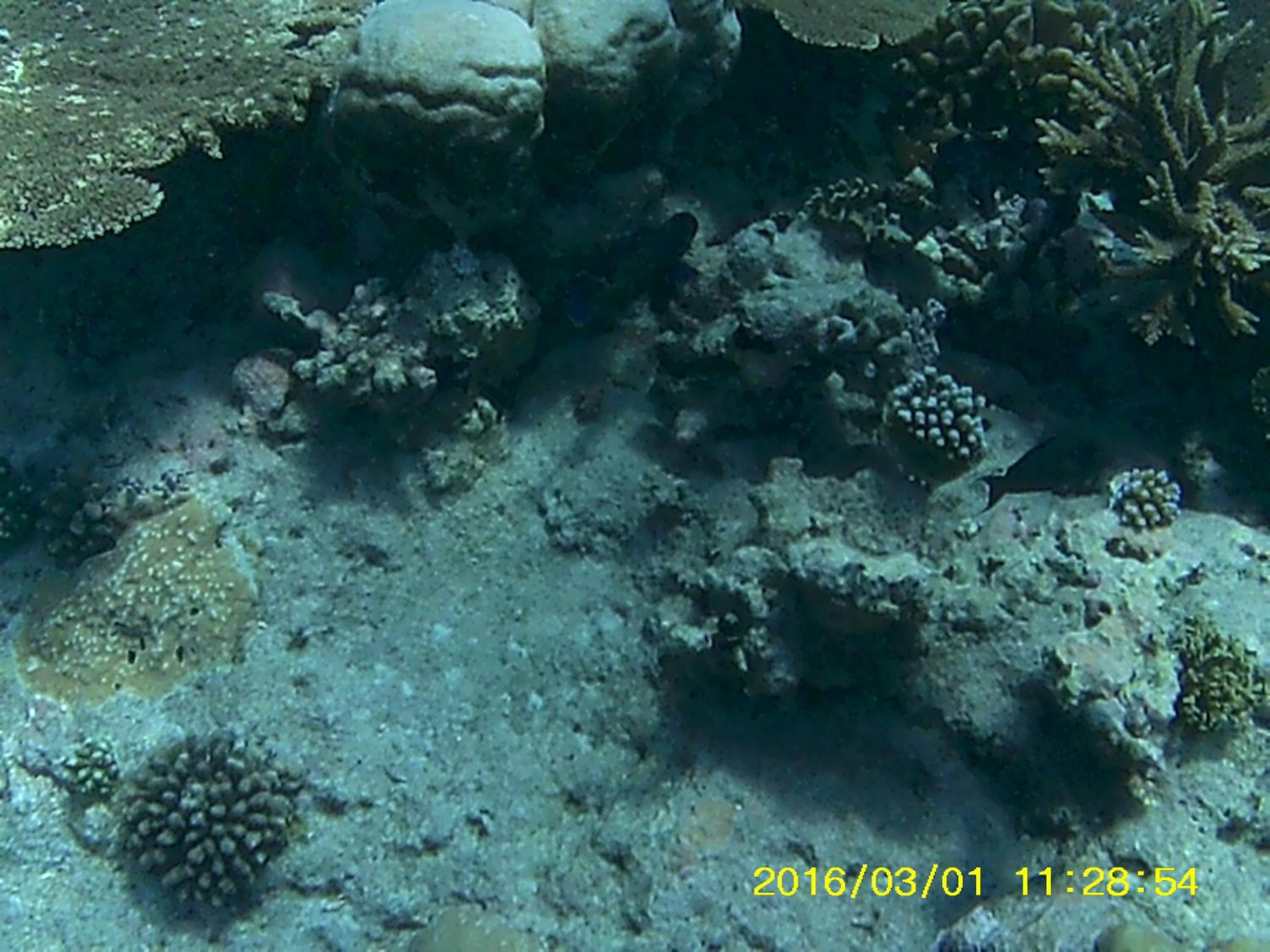Bahari Lodge, K.Kaashidhoo