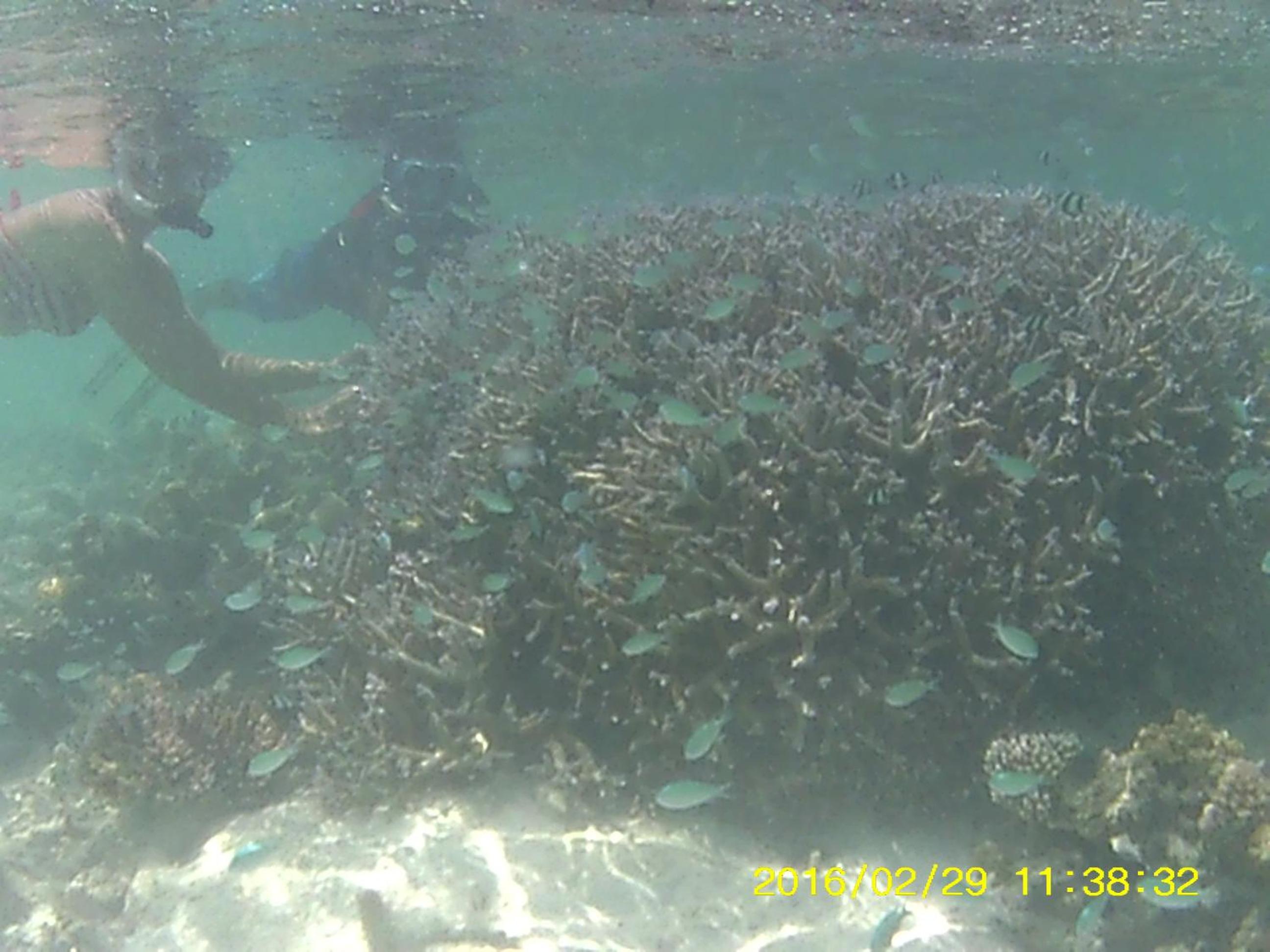 Bahari Lodge, K.Kaashidhoo