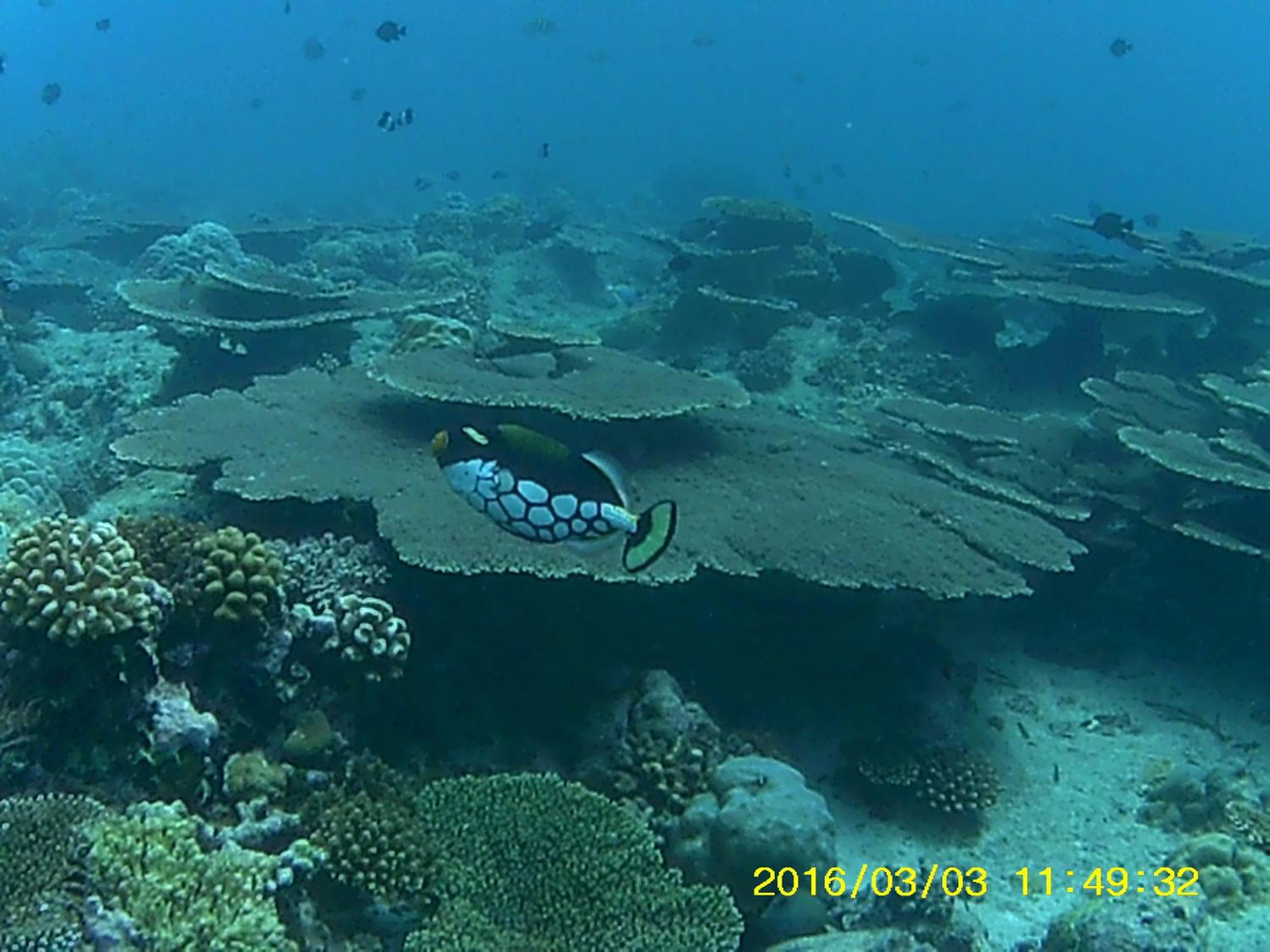 Bahari Lodge, K.Kaashidhoo