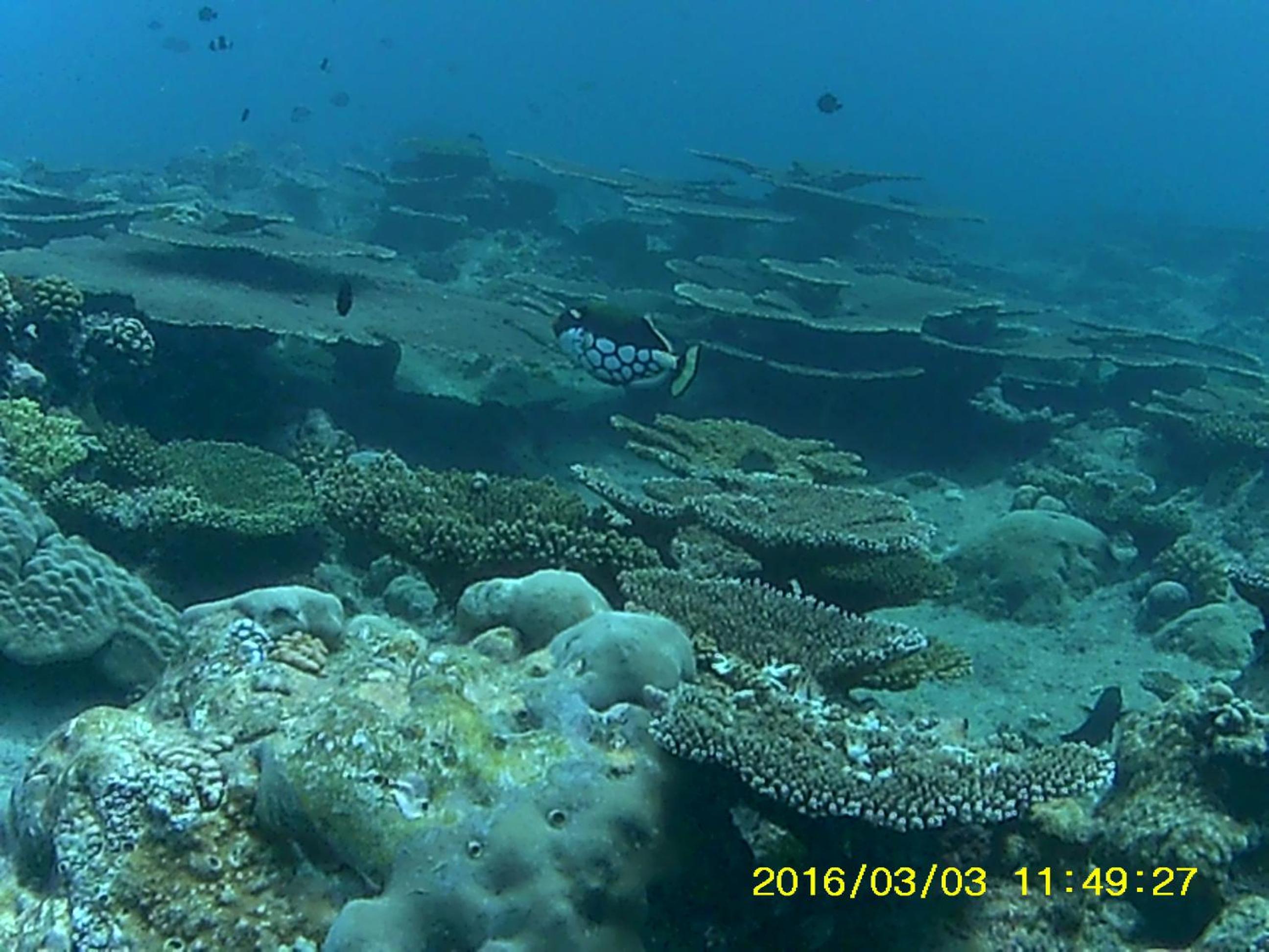 Bahari Lodge, K.Kaashidhoo