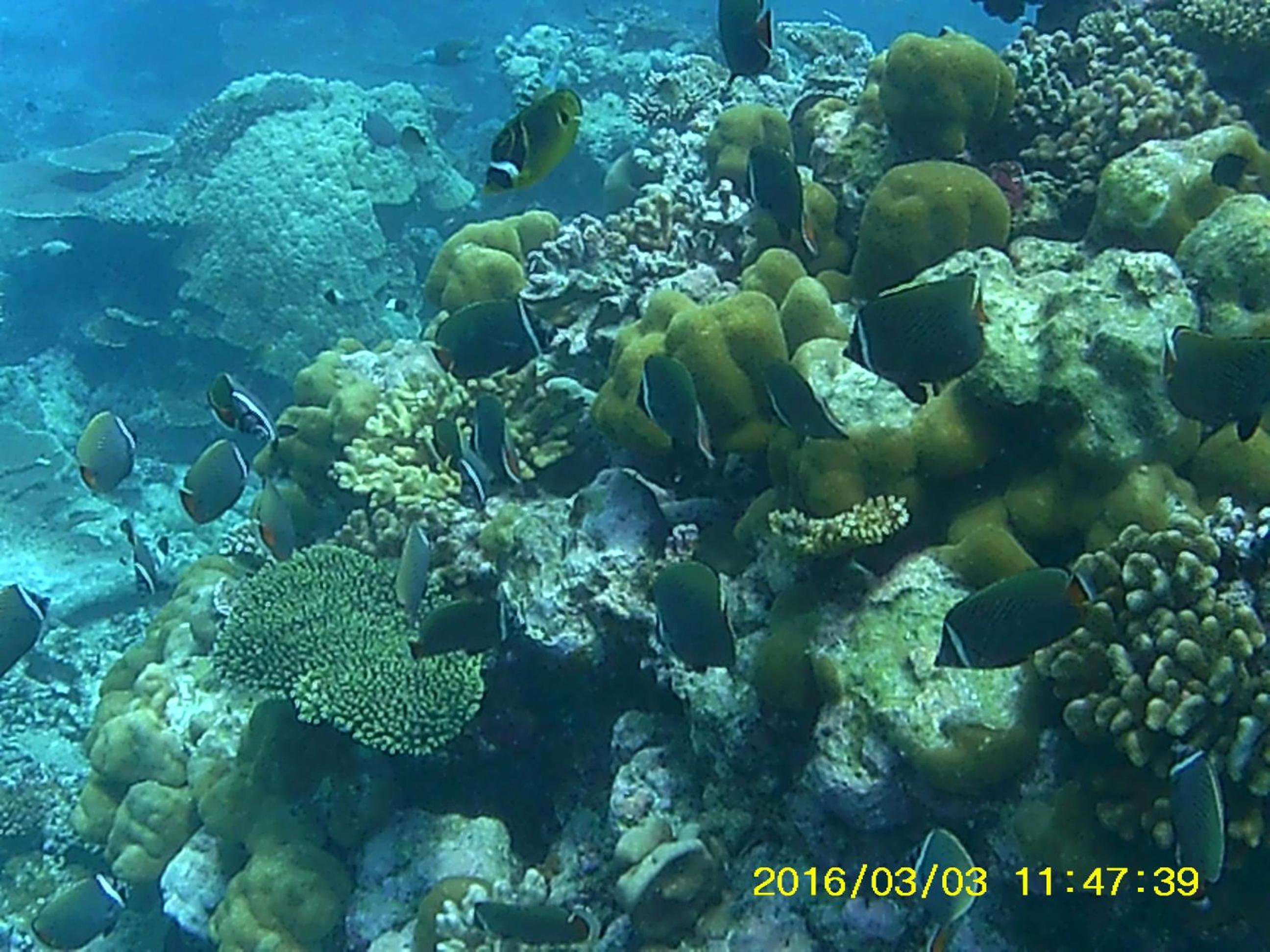 Bahari Lodge, K.Kaashidhoo
