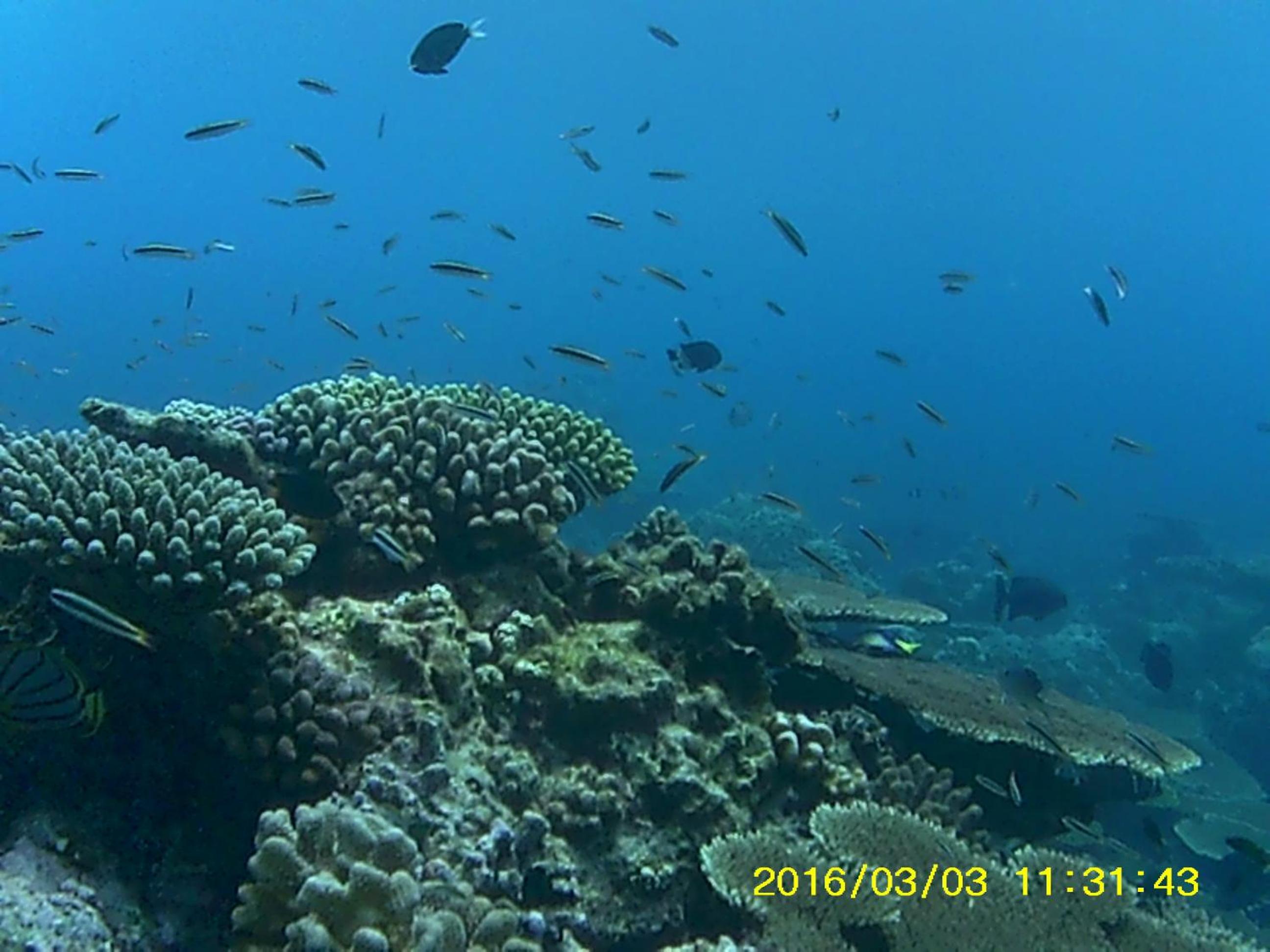 Bahari Lodge, K.Kaashidhoo