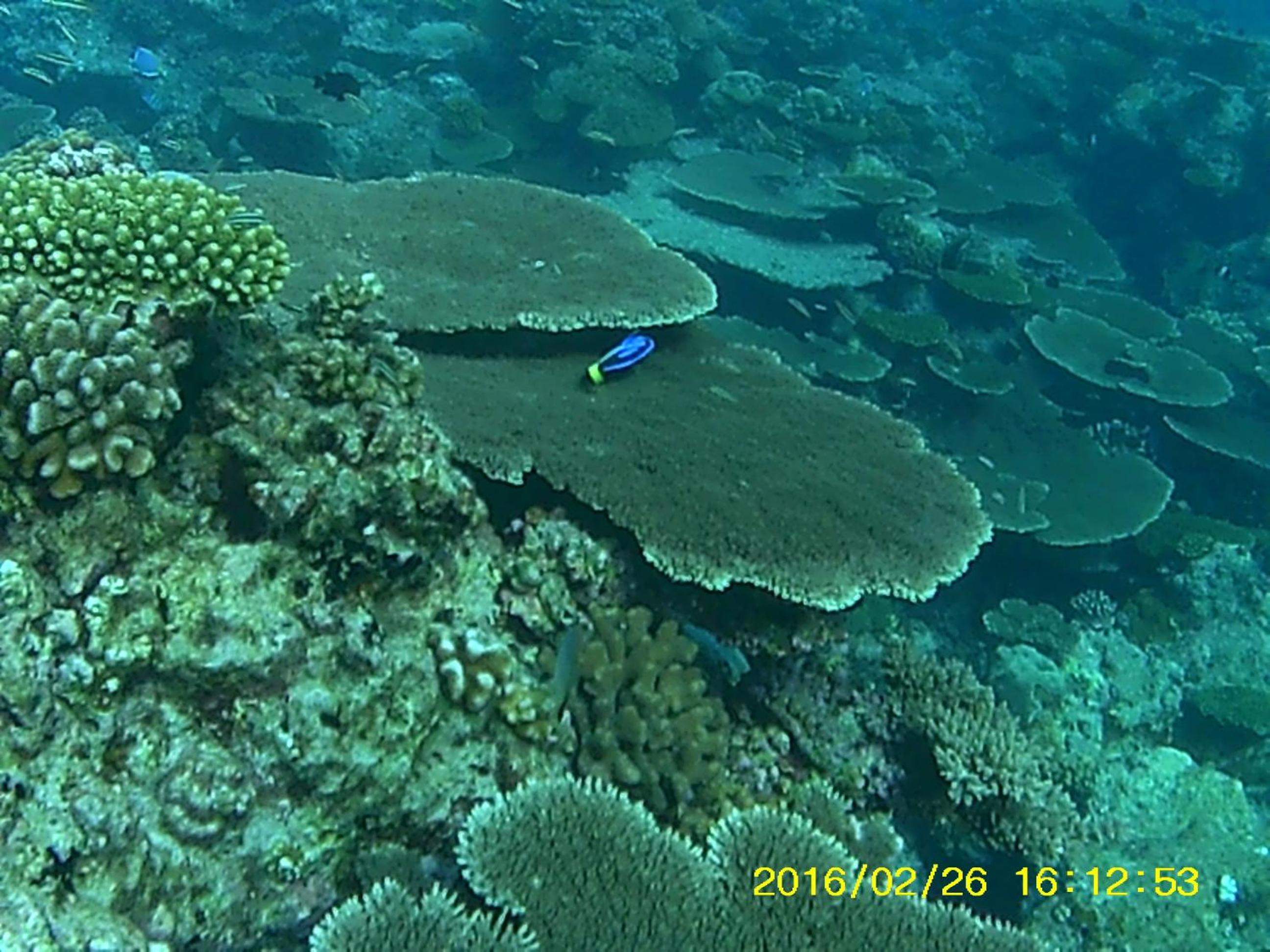 Bahari Lodge, K.Kaashidhoo