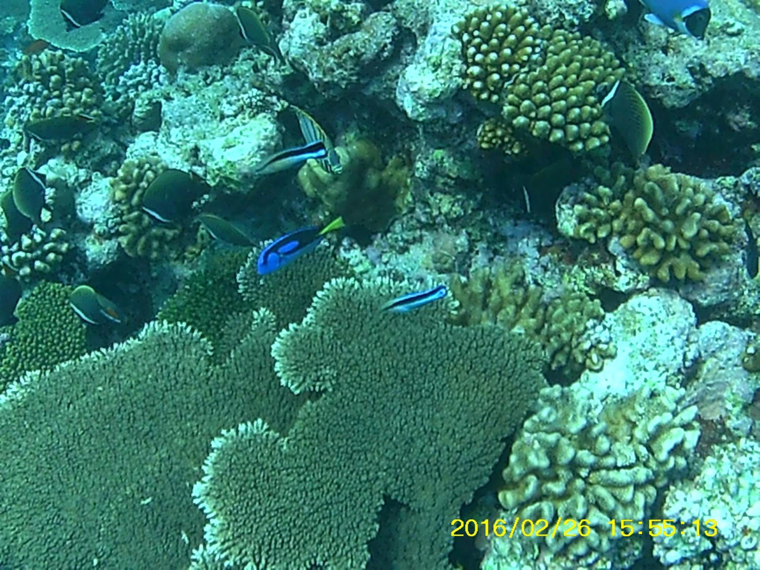 Bahari Lodge, K.Kaashidhoo