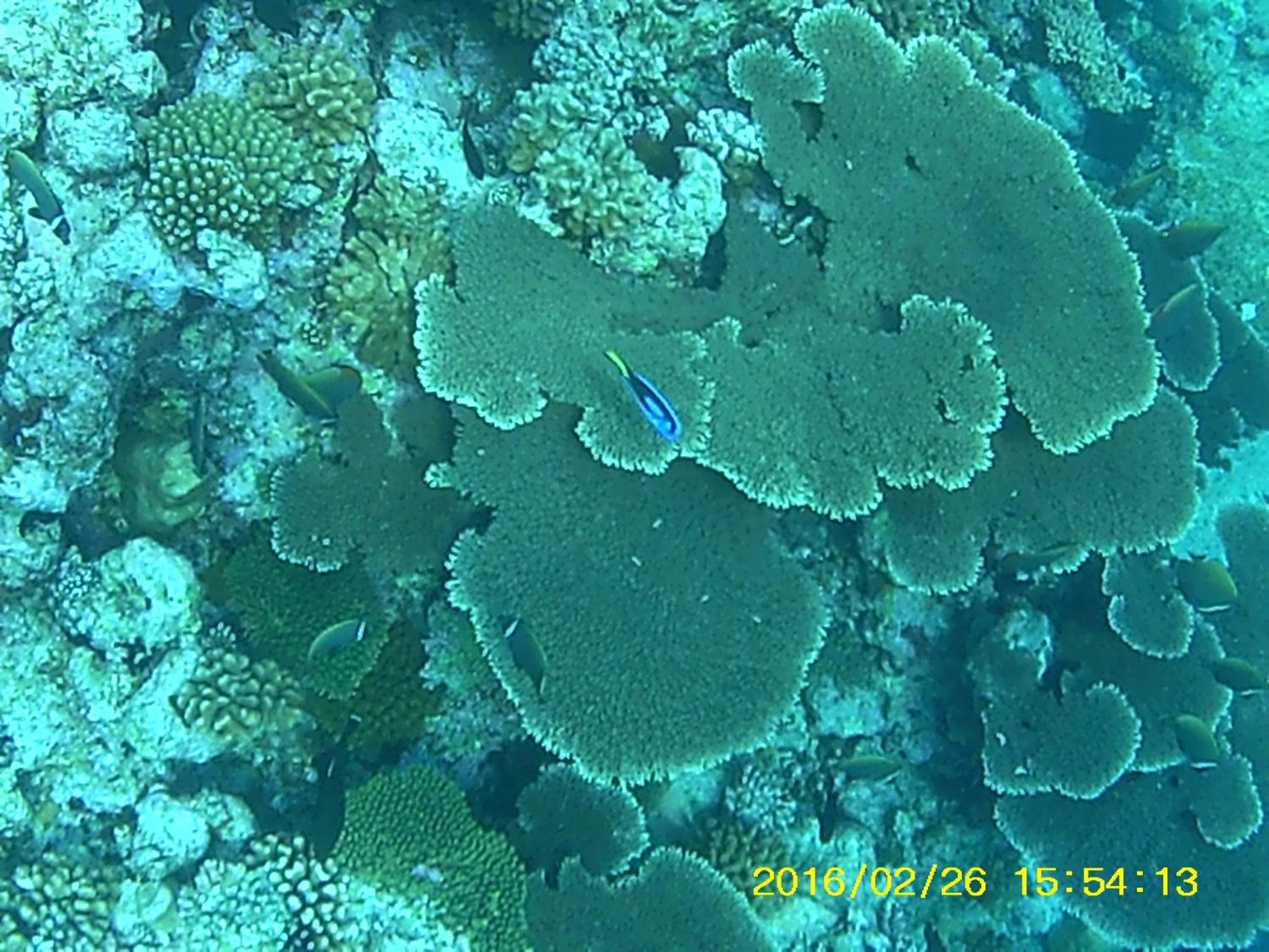 Bahari Lodge, K.Kaashidhoo