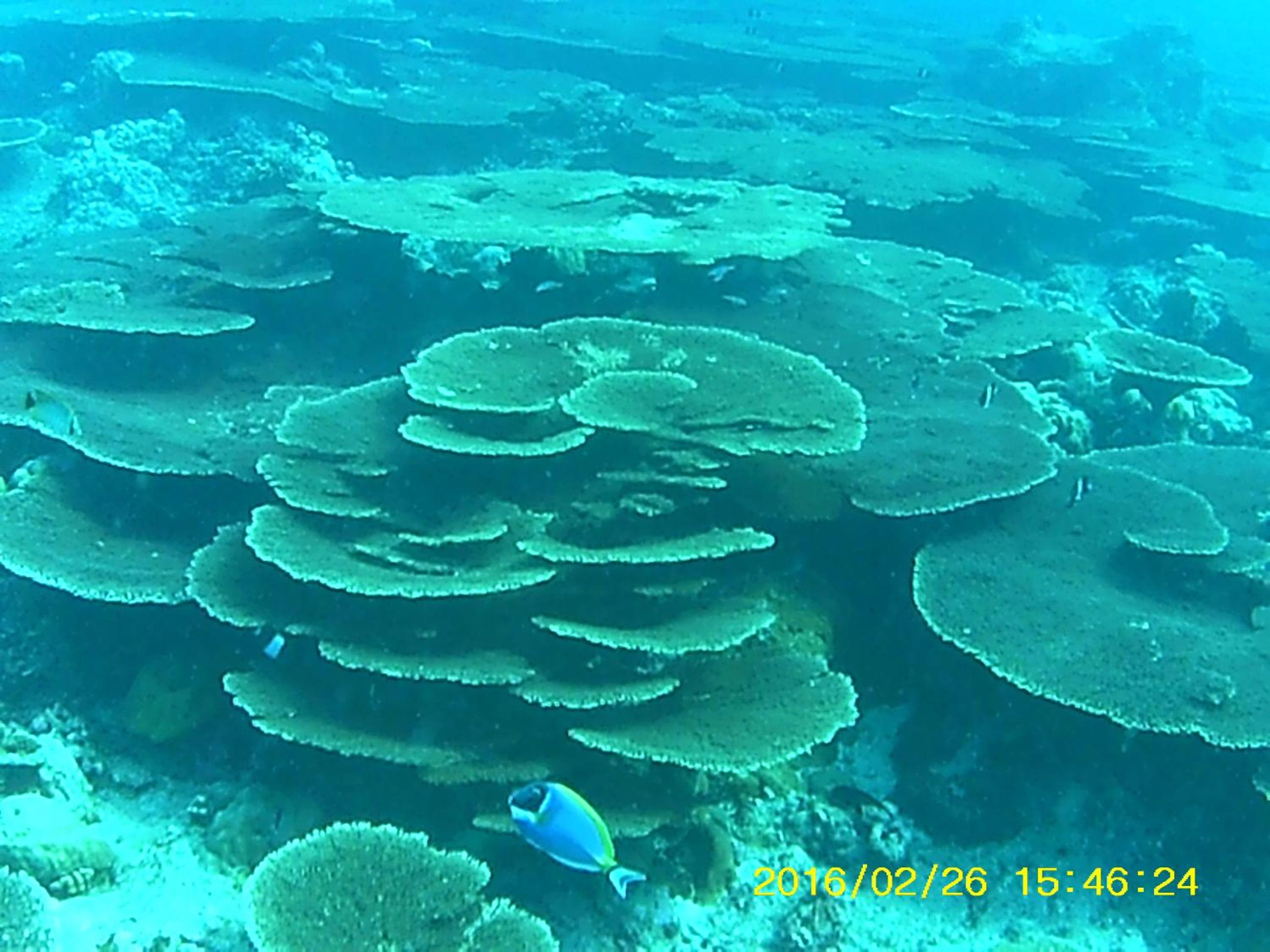 Bahari Lodge, K.Kaashidhoo