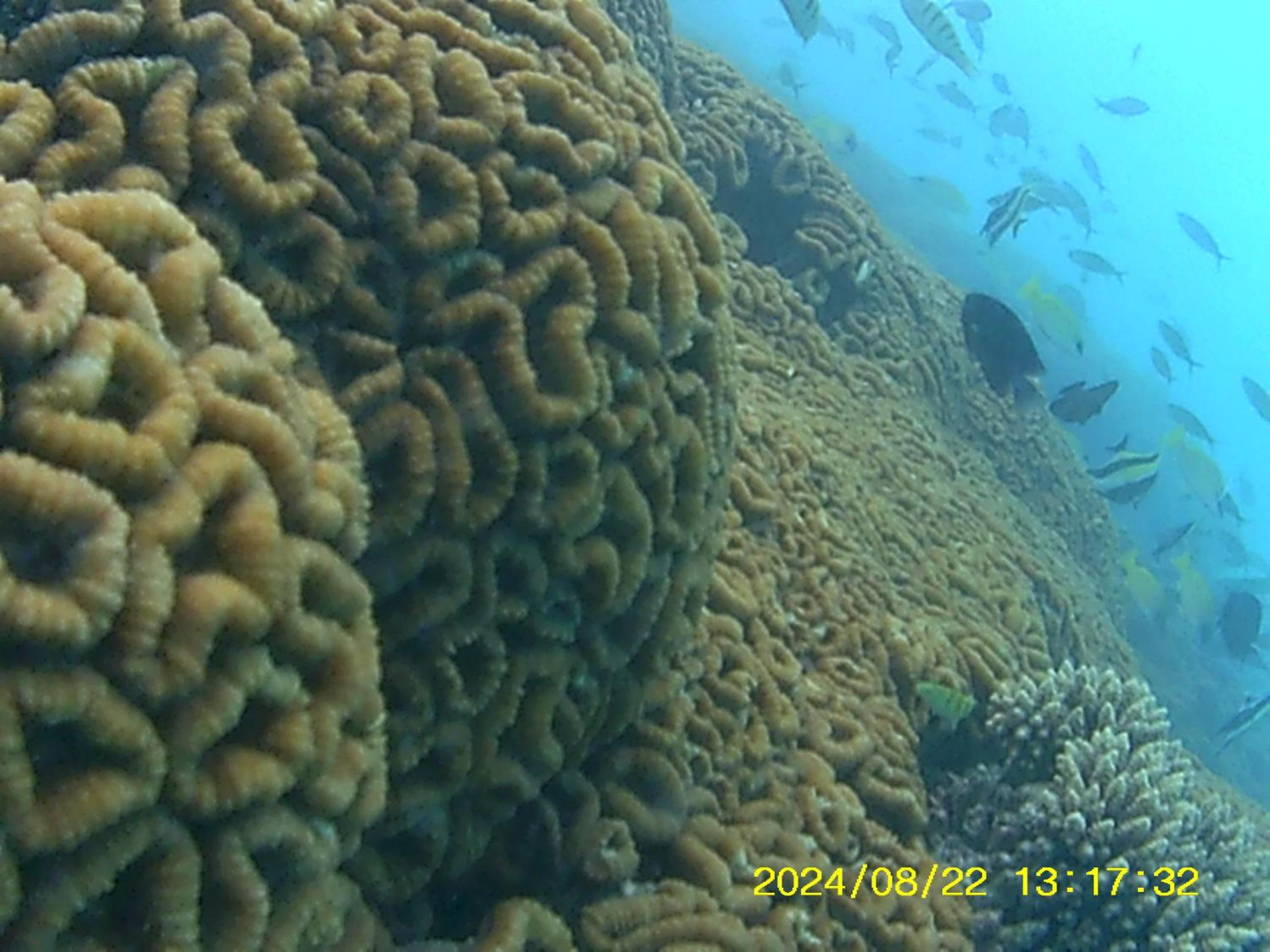 Bahari Lodge, K.Kaashidhoo