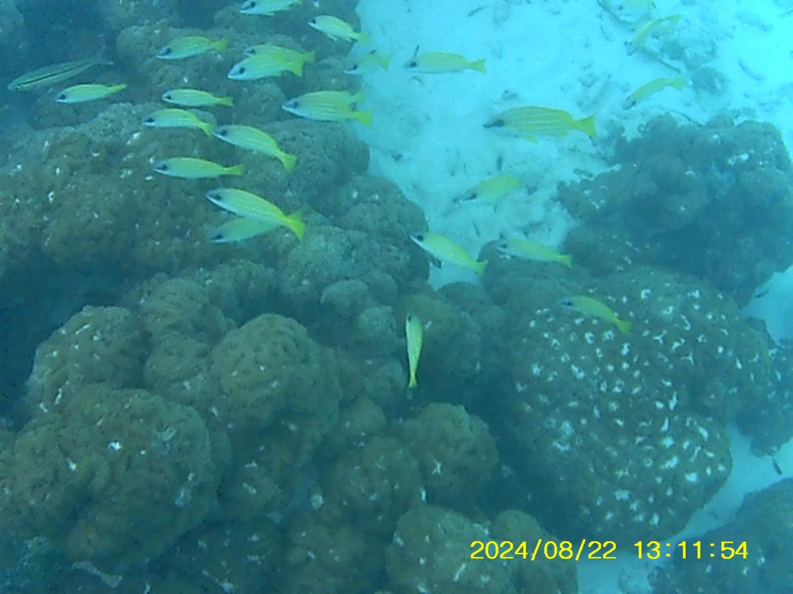 Bahari Lodge, K.Kaashidhoo