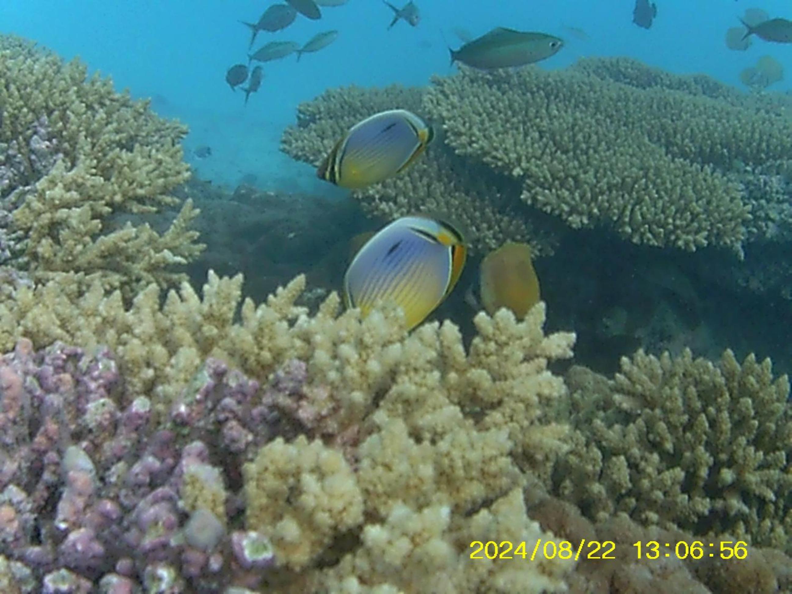 Bahari Lodge, K.Kaashidhoo