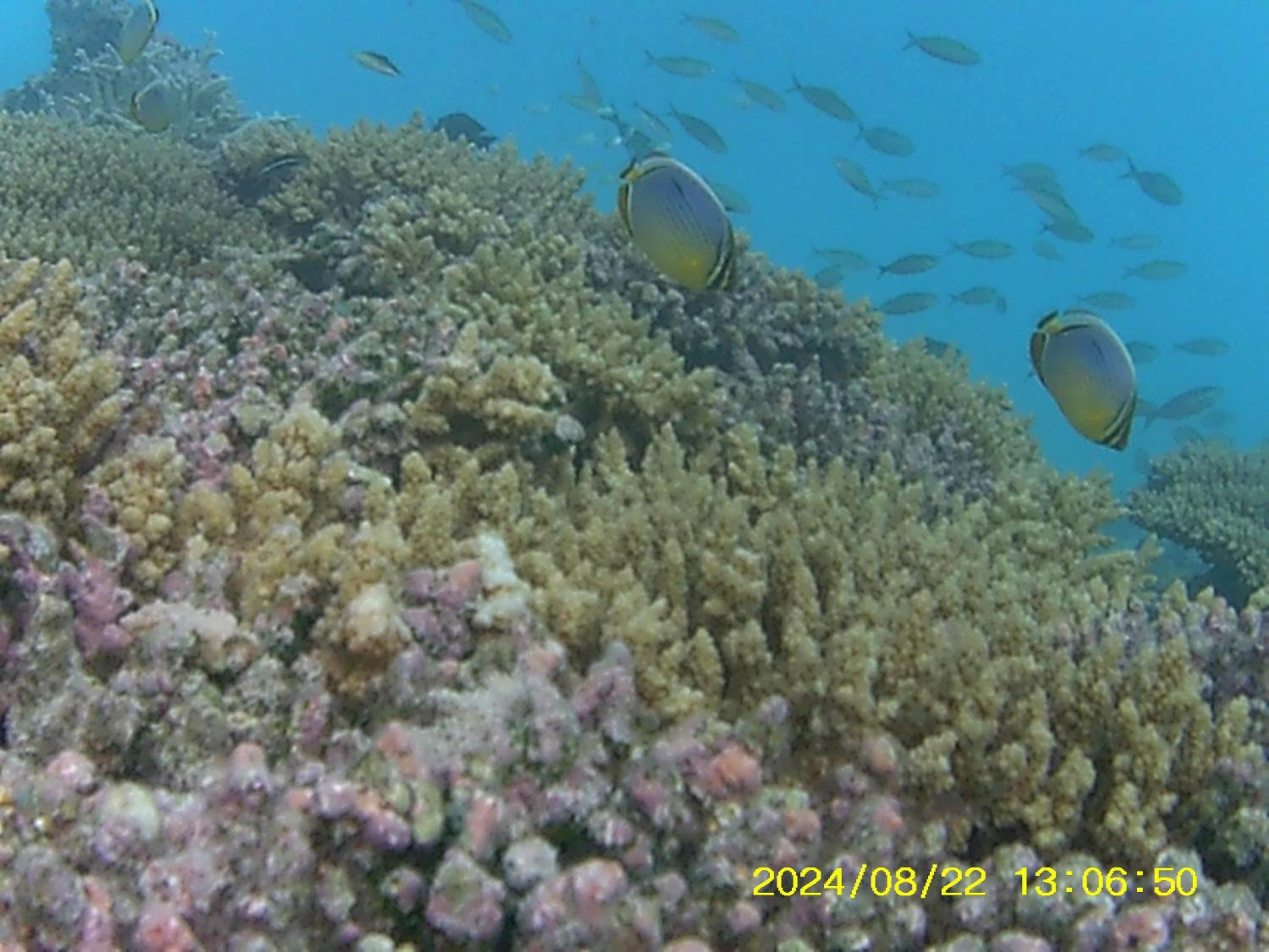 Bahari Lodge, K.Kaashidhoo