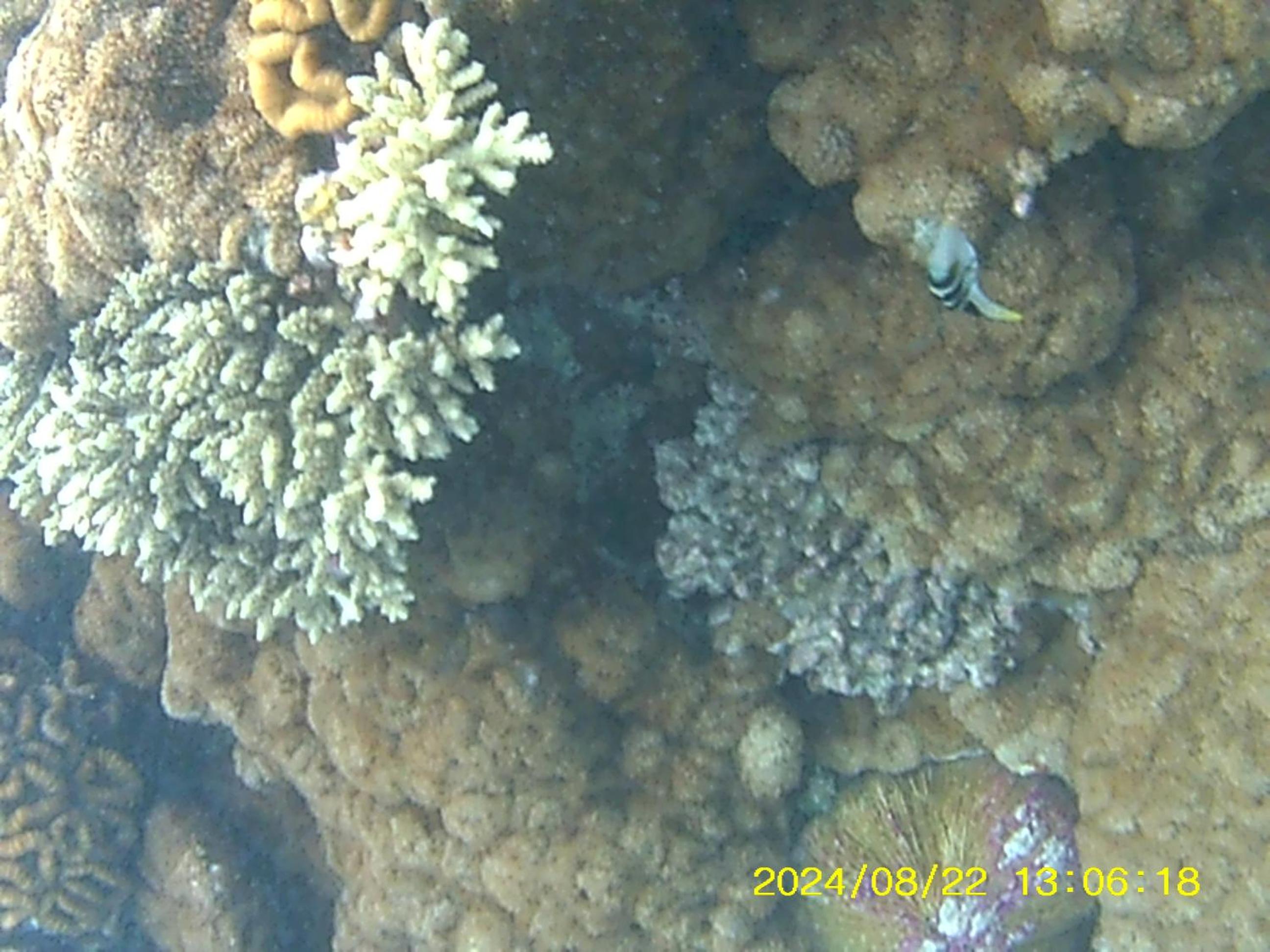 Bahari Lodge, K.Kaashidhoo