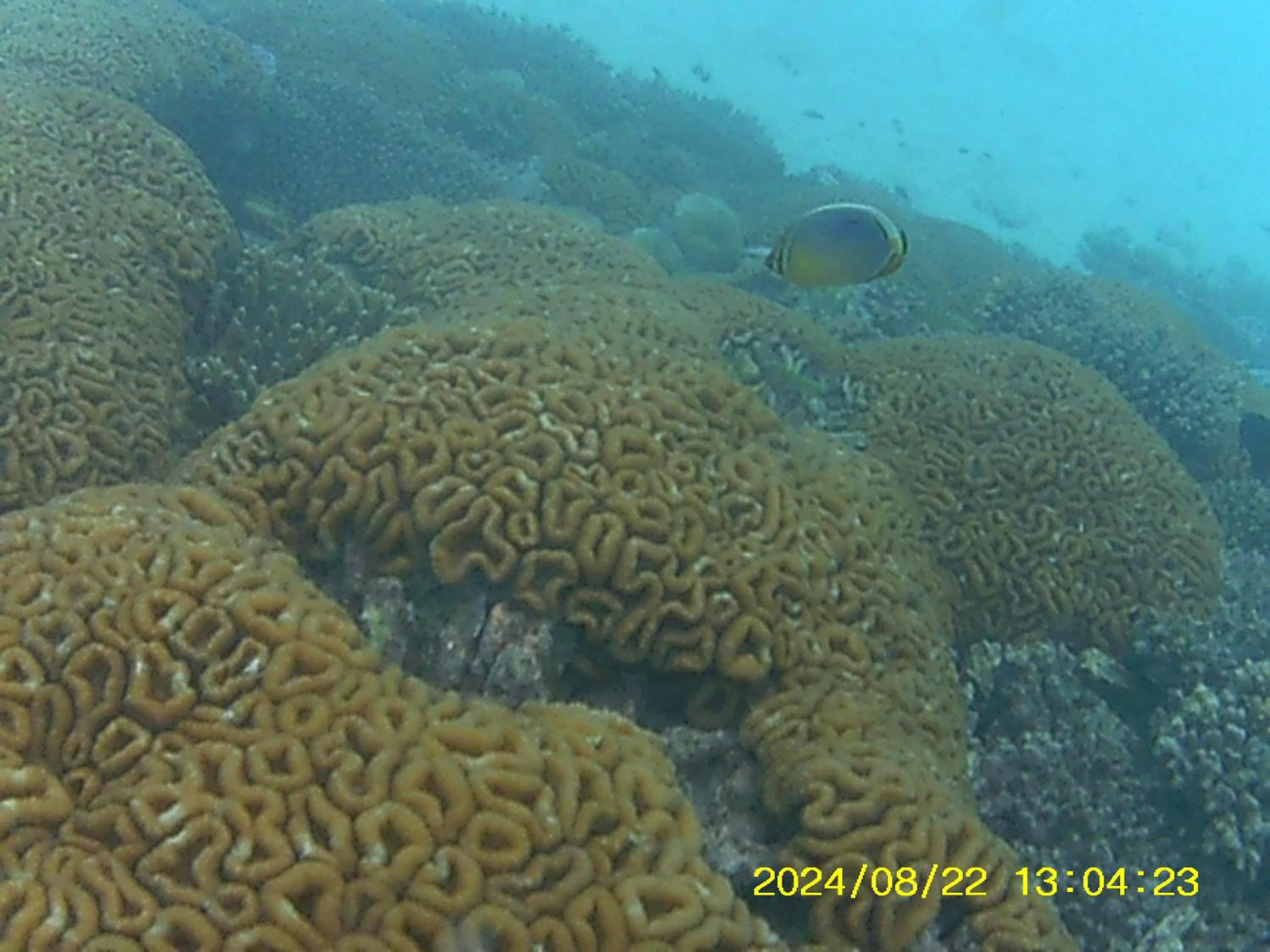 Bahari Lodge, K.Kaashidhoo
