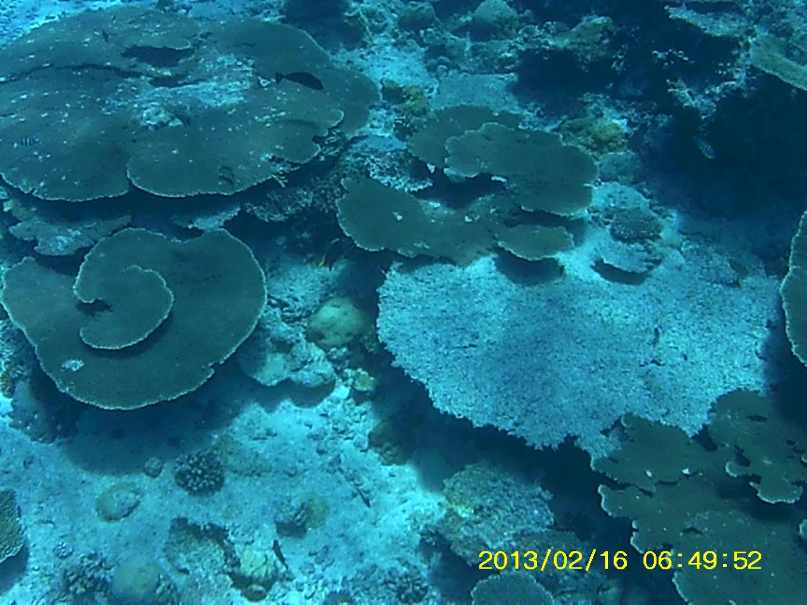 Bahari Lodge, K.Kaashidhoo