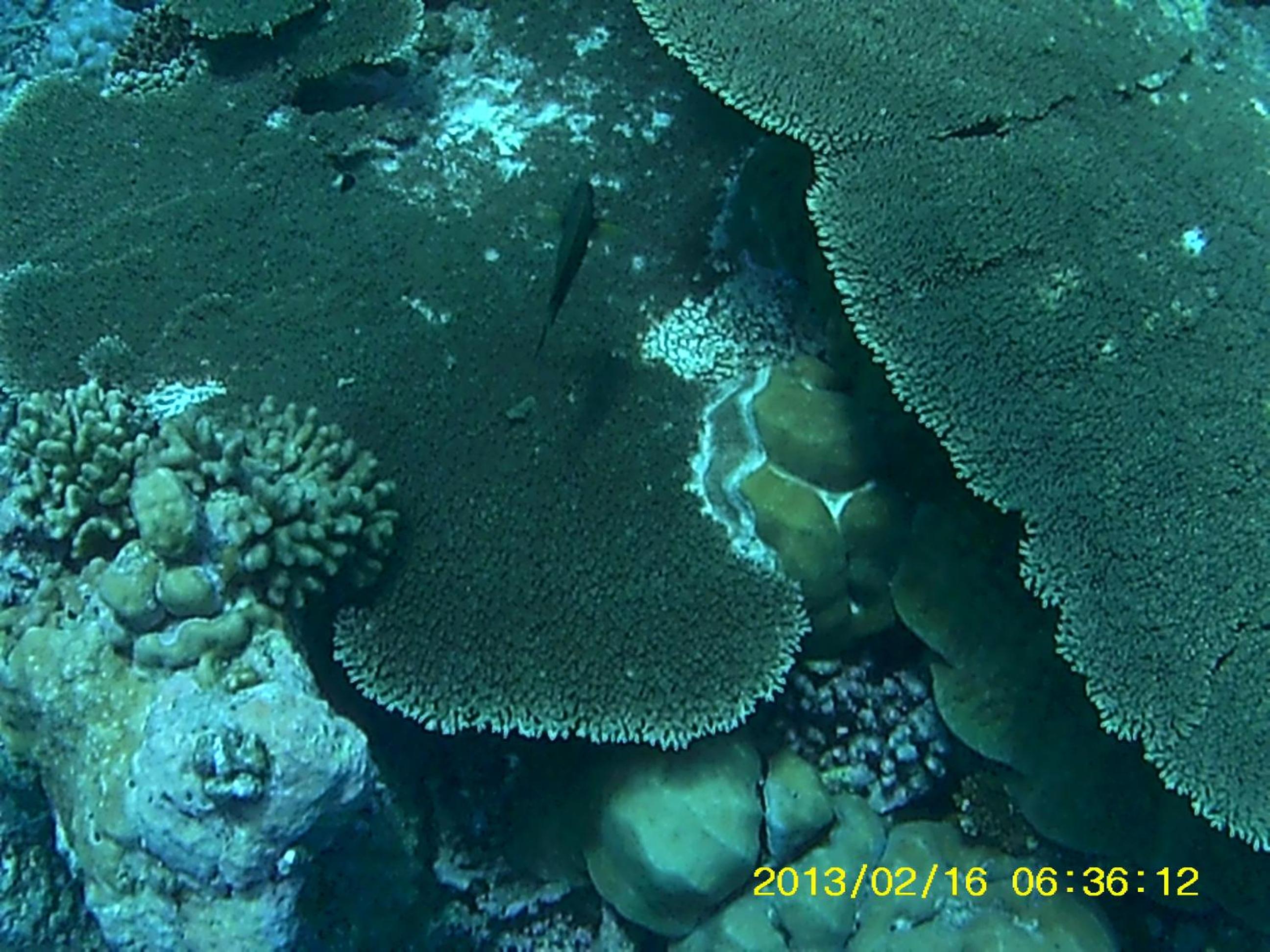 Bahari Lodge, K.Kaashidhoo