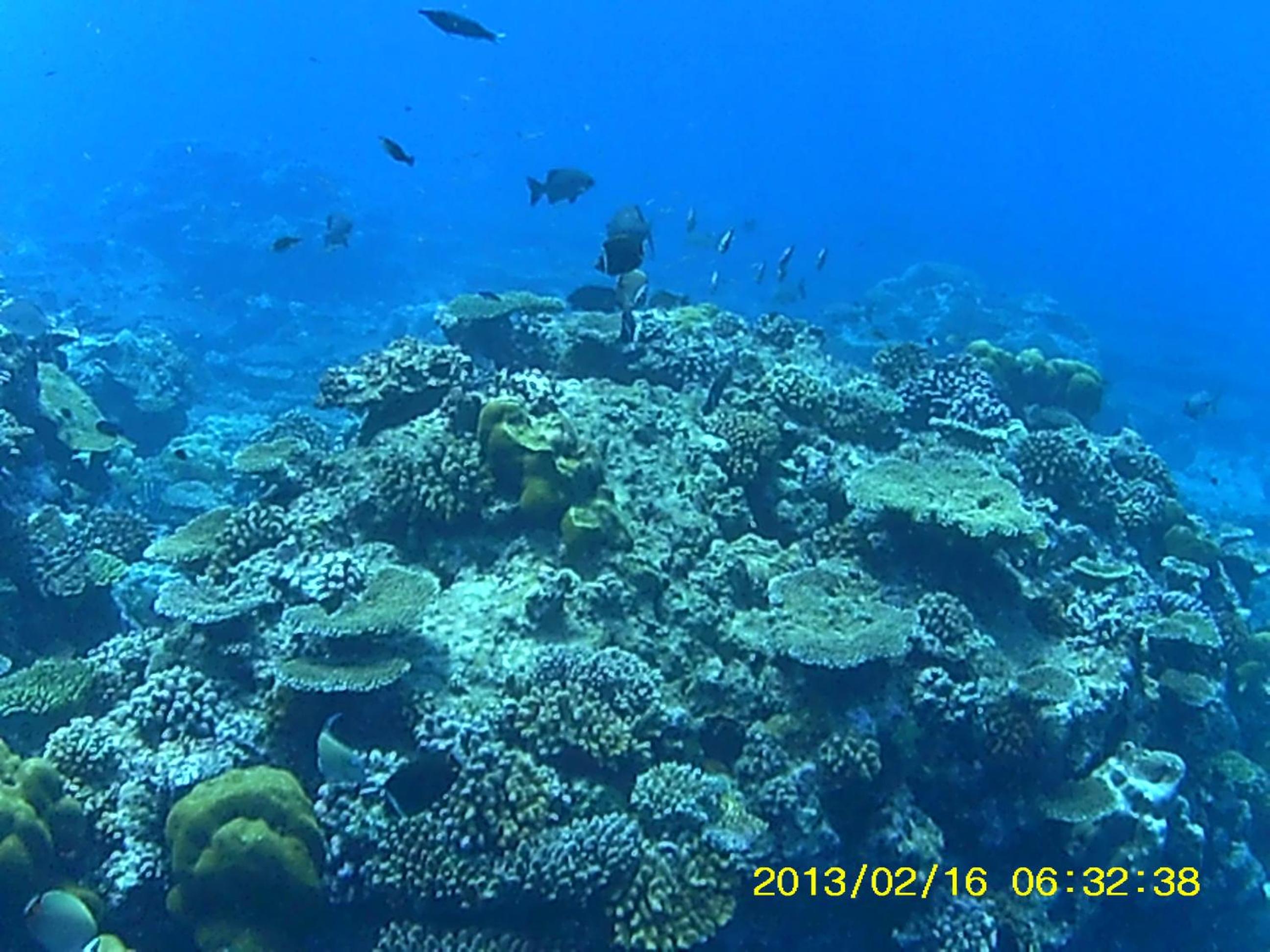 Bahari Lodge, K.Kaashidhoo