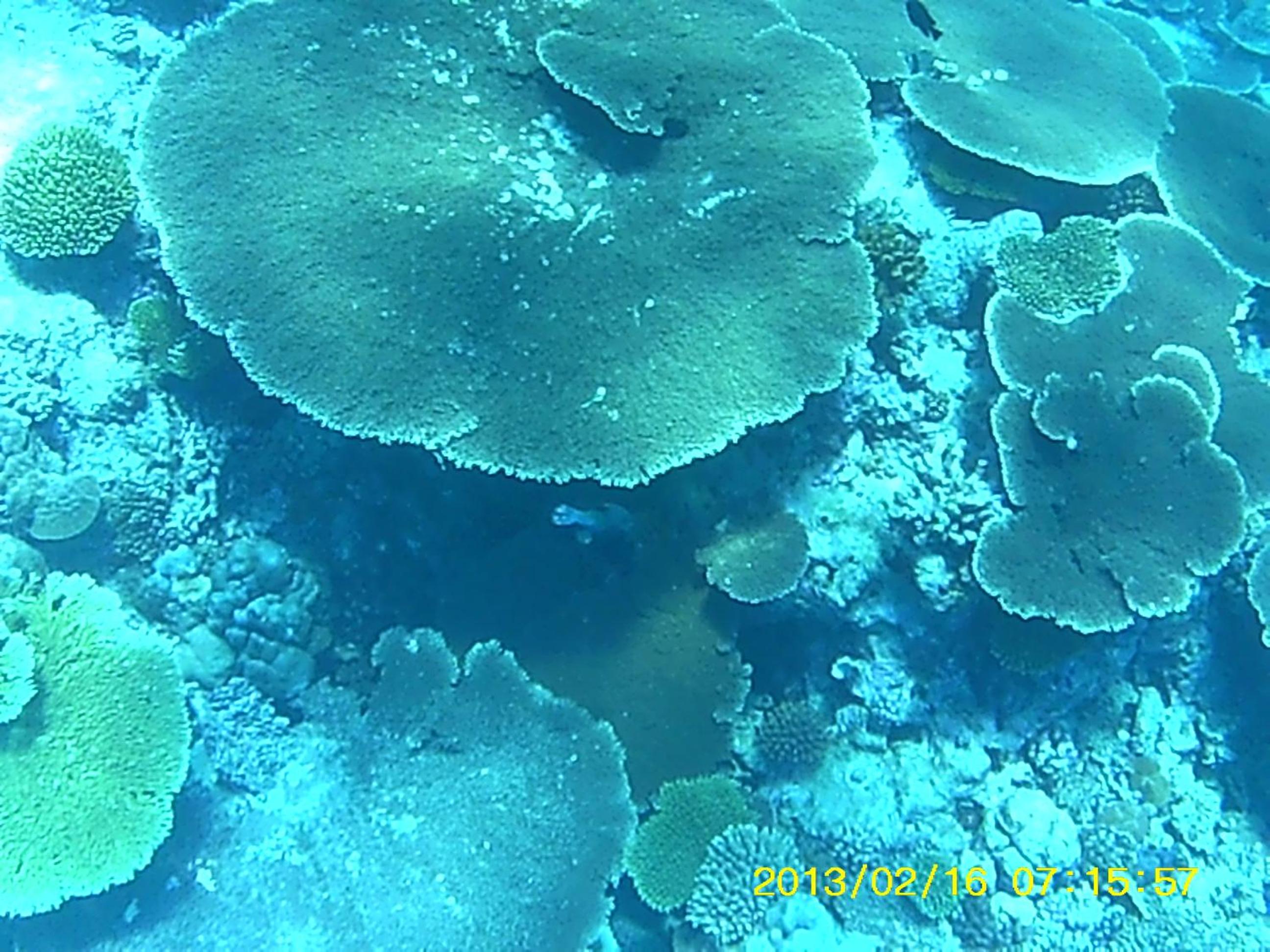 Bahari Lodge, K.Kaashidhoo