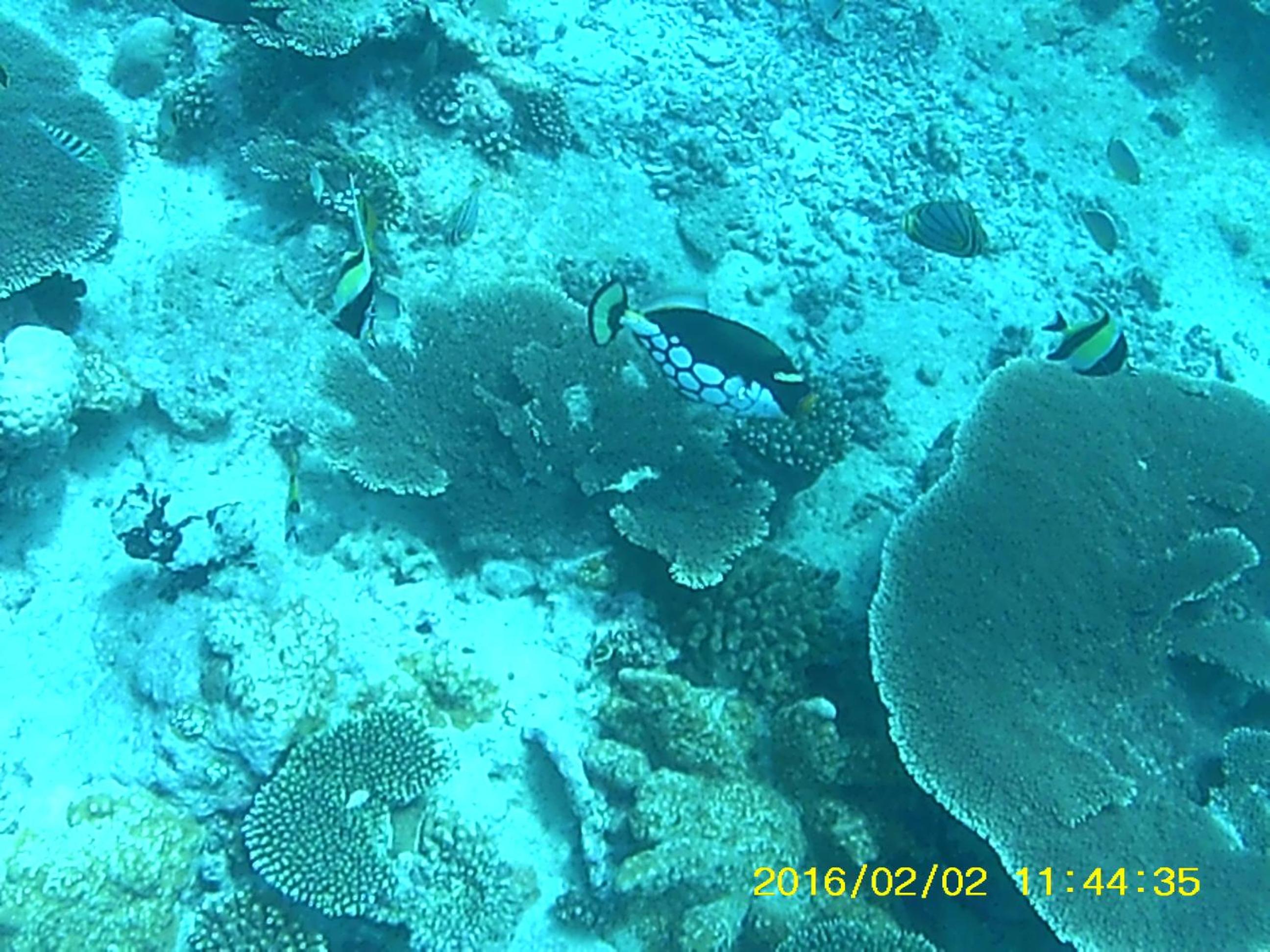Bahari Lodge, K.Kaashidhoo