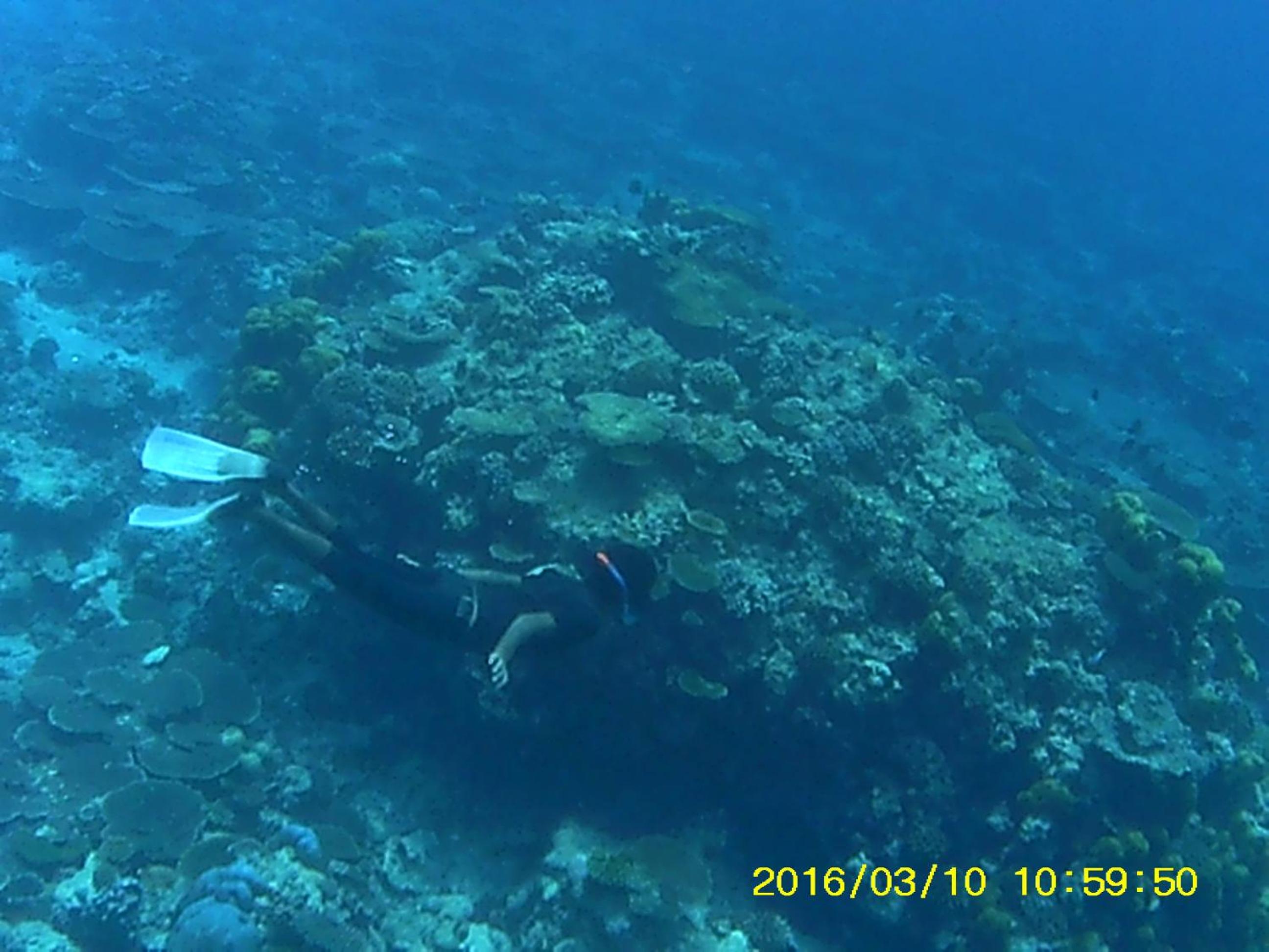 Bahari Lodge, K.Kaashidhoo
