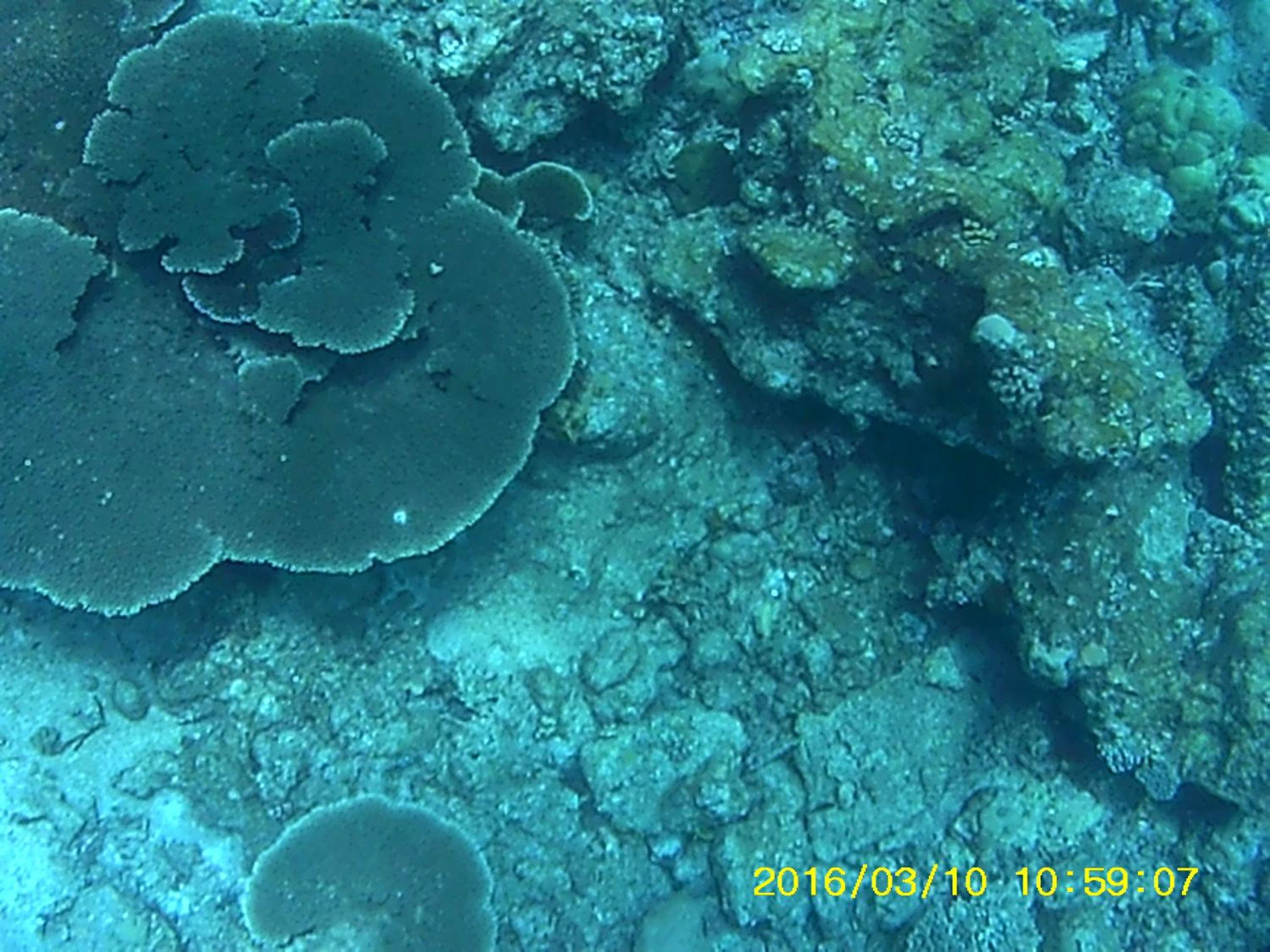 Bahari Lodge, K.Kaashidhoo