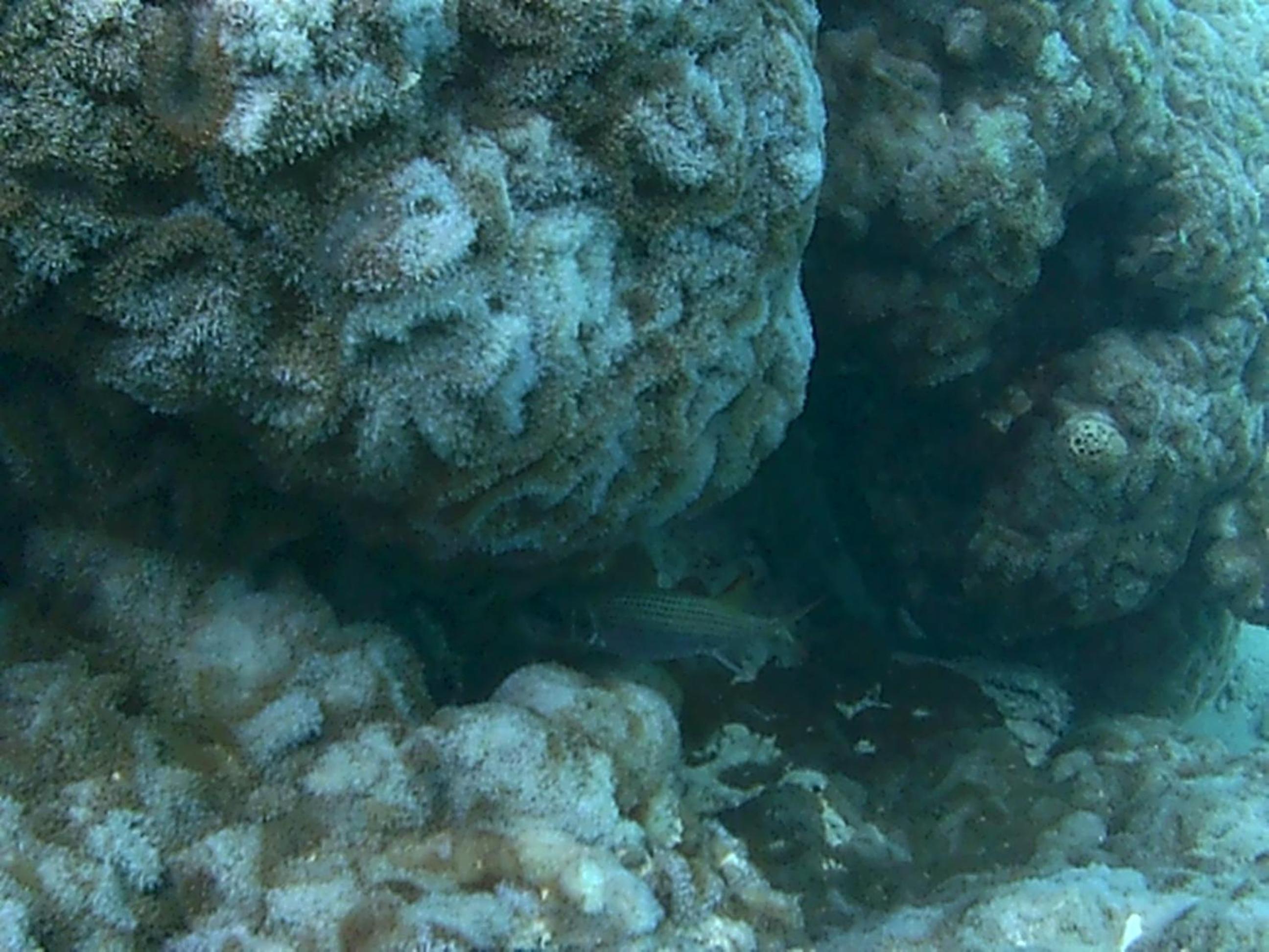 Bahari Lodge, K.Kaashidhoo