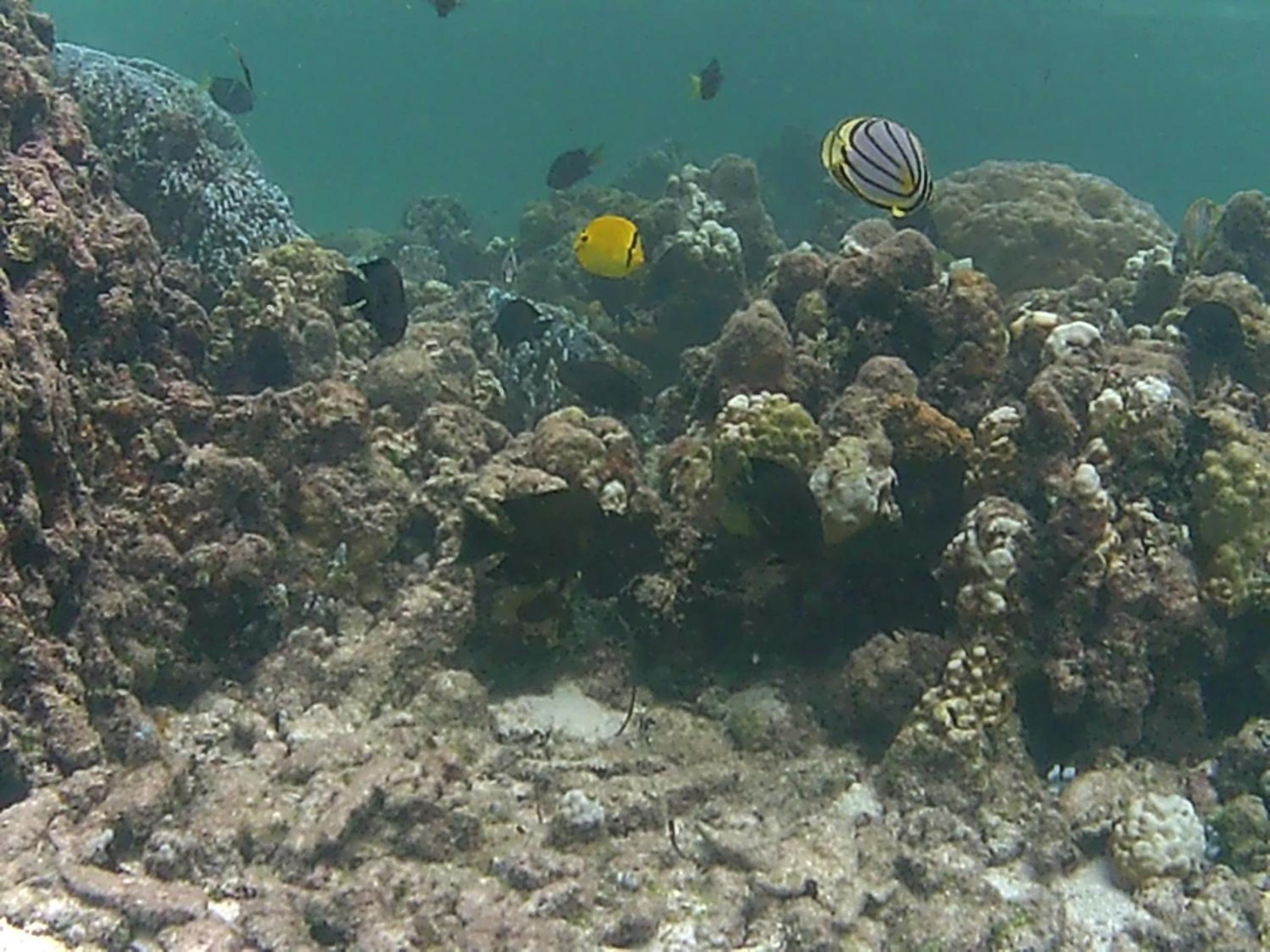 Bahari Lodge, K.Kaashidhoo