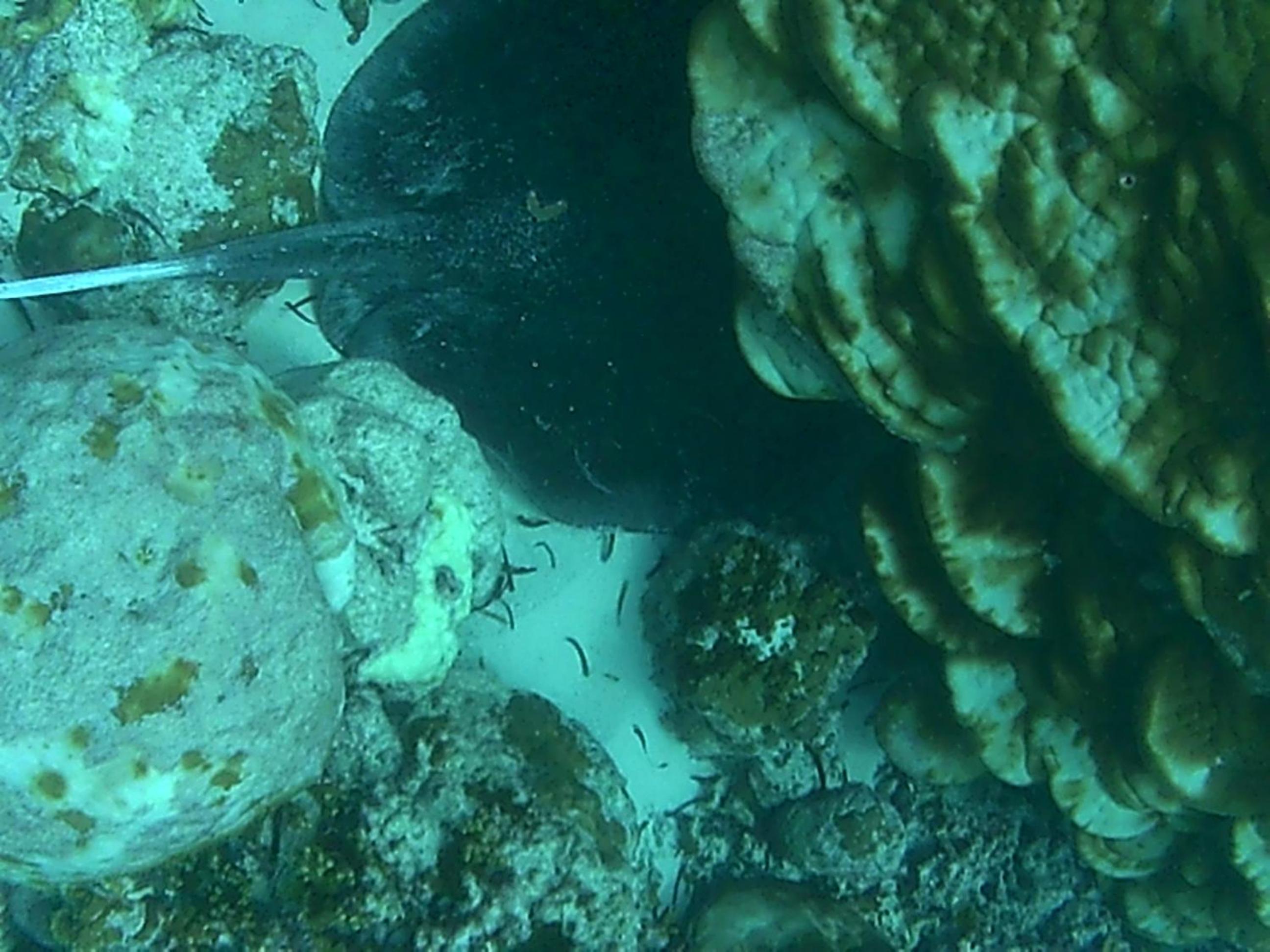 Bahari Lodge, K.Kaashidhoo