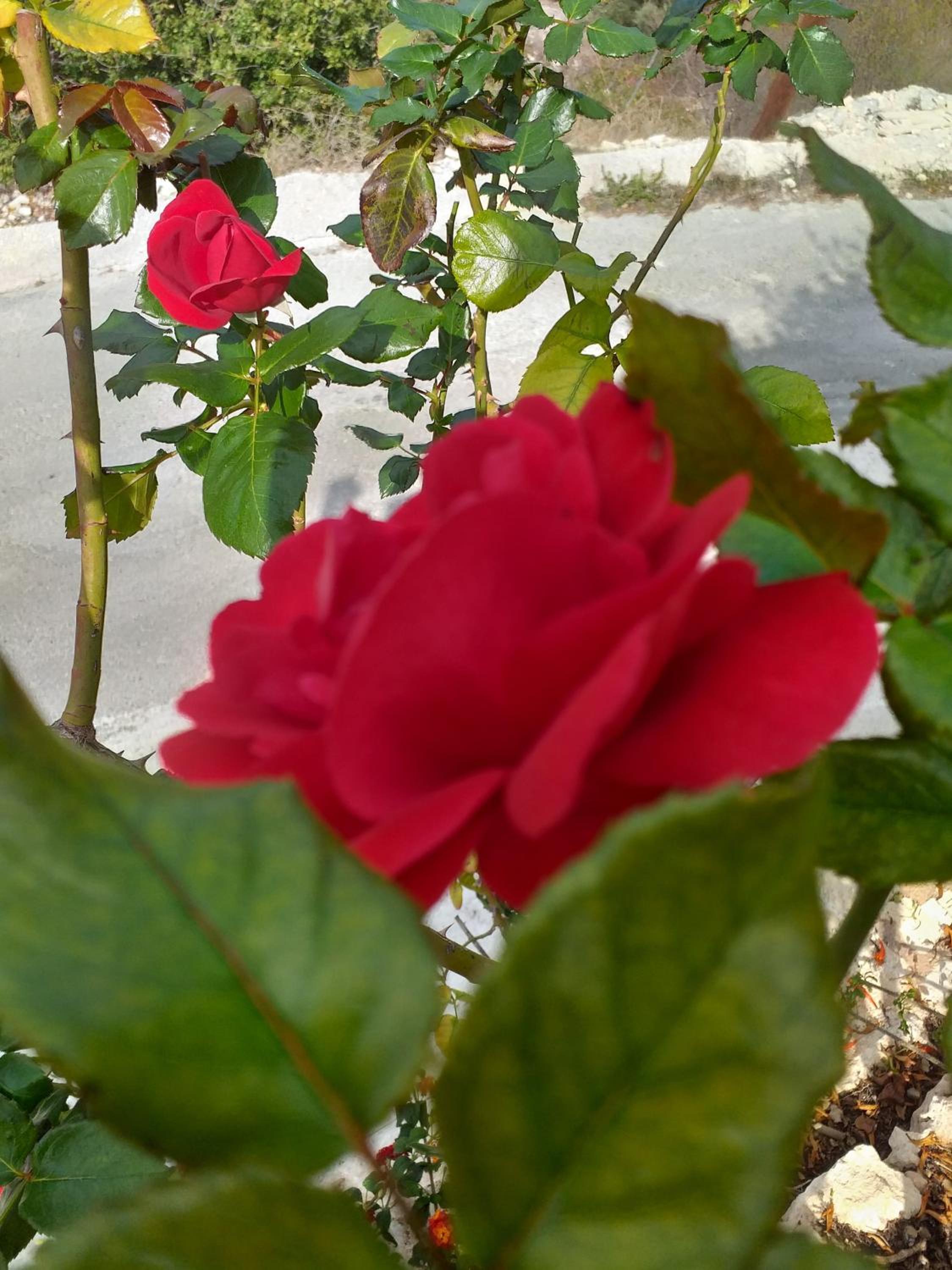 Photo 43