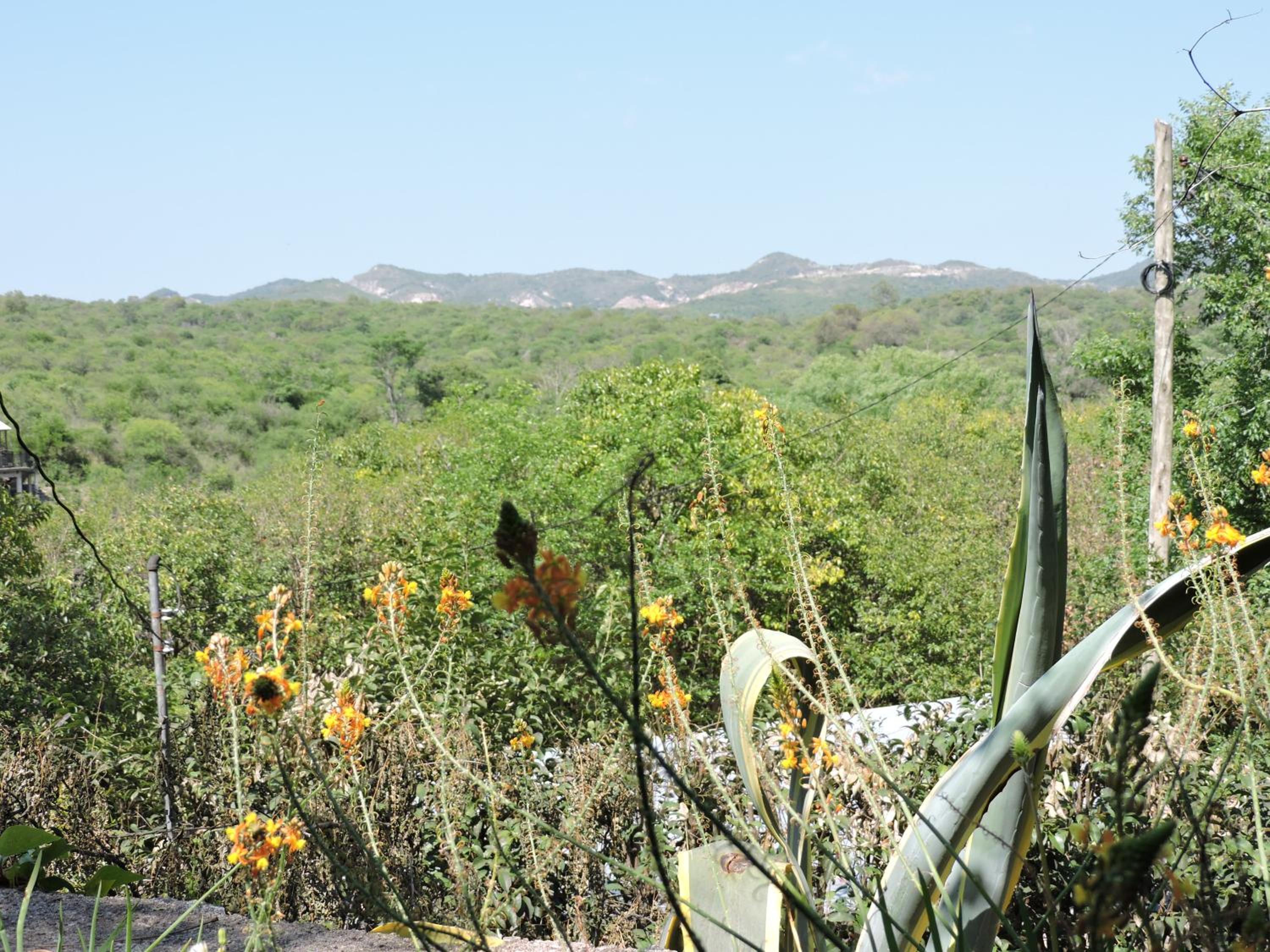 Bosquecito Del Rio