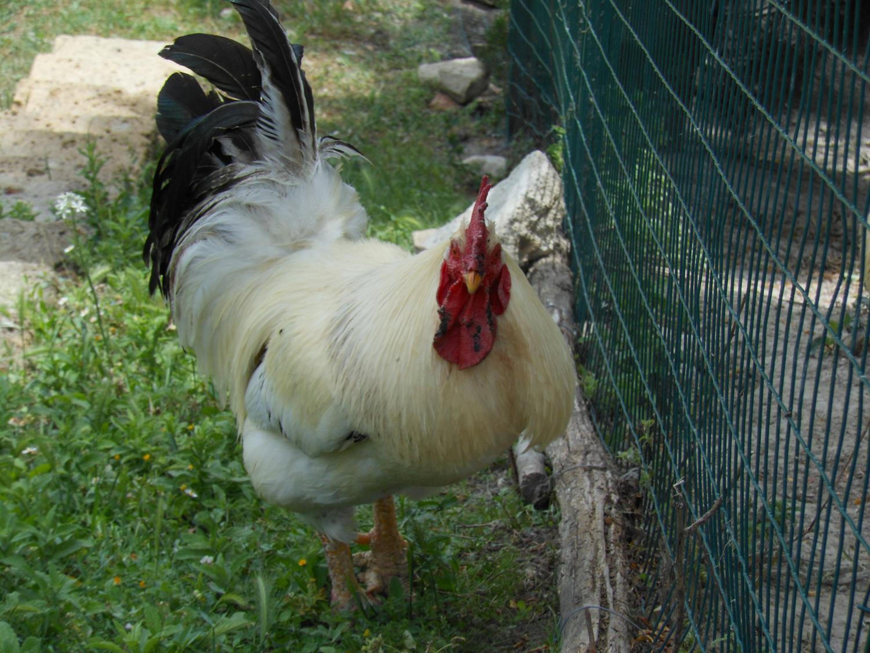 Agriturismo Collomici