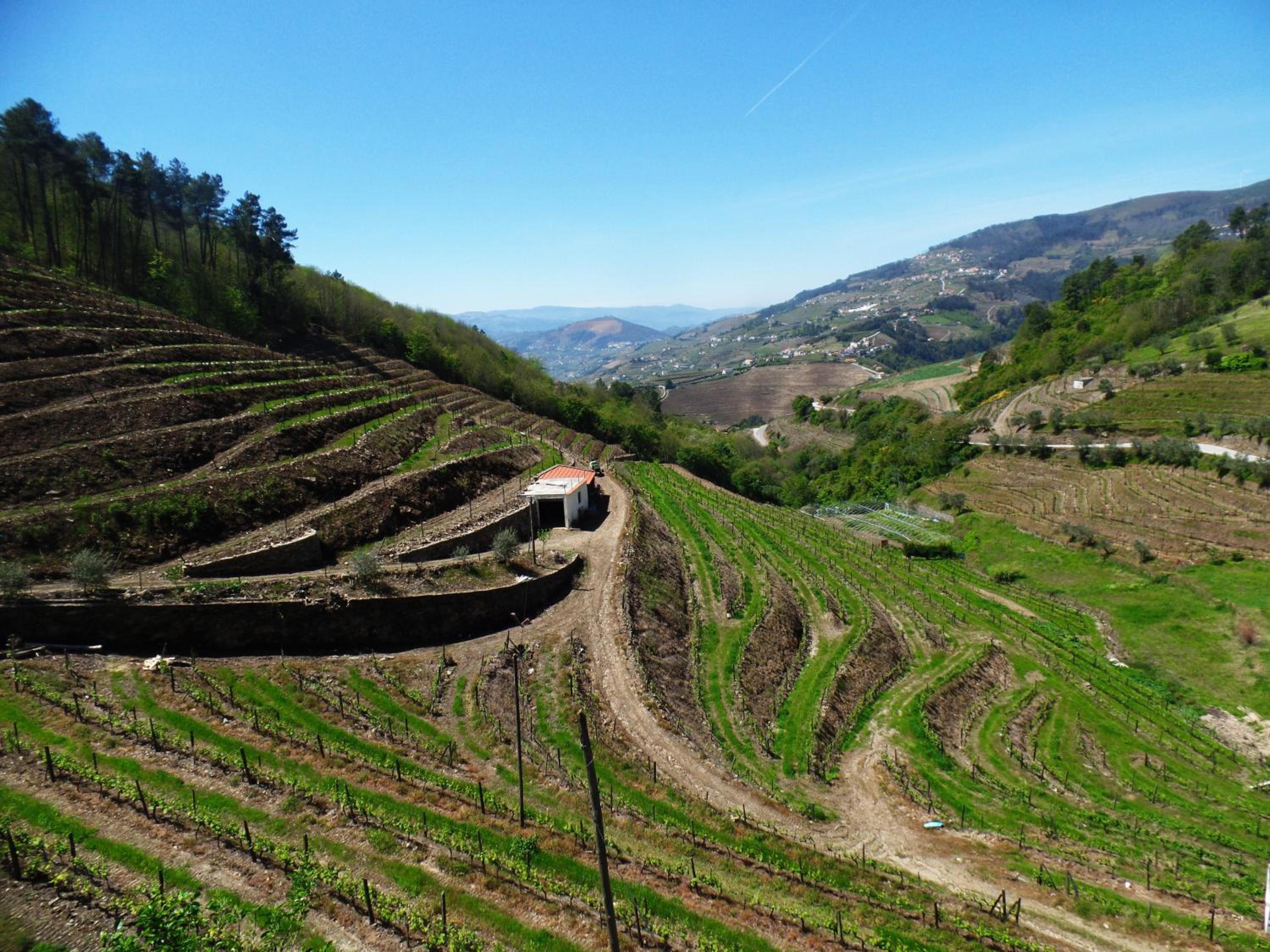 Quinta da Ribeira view 5