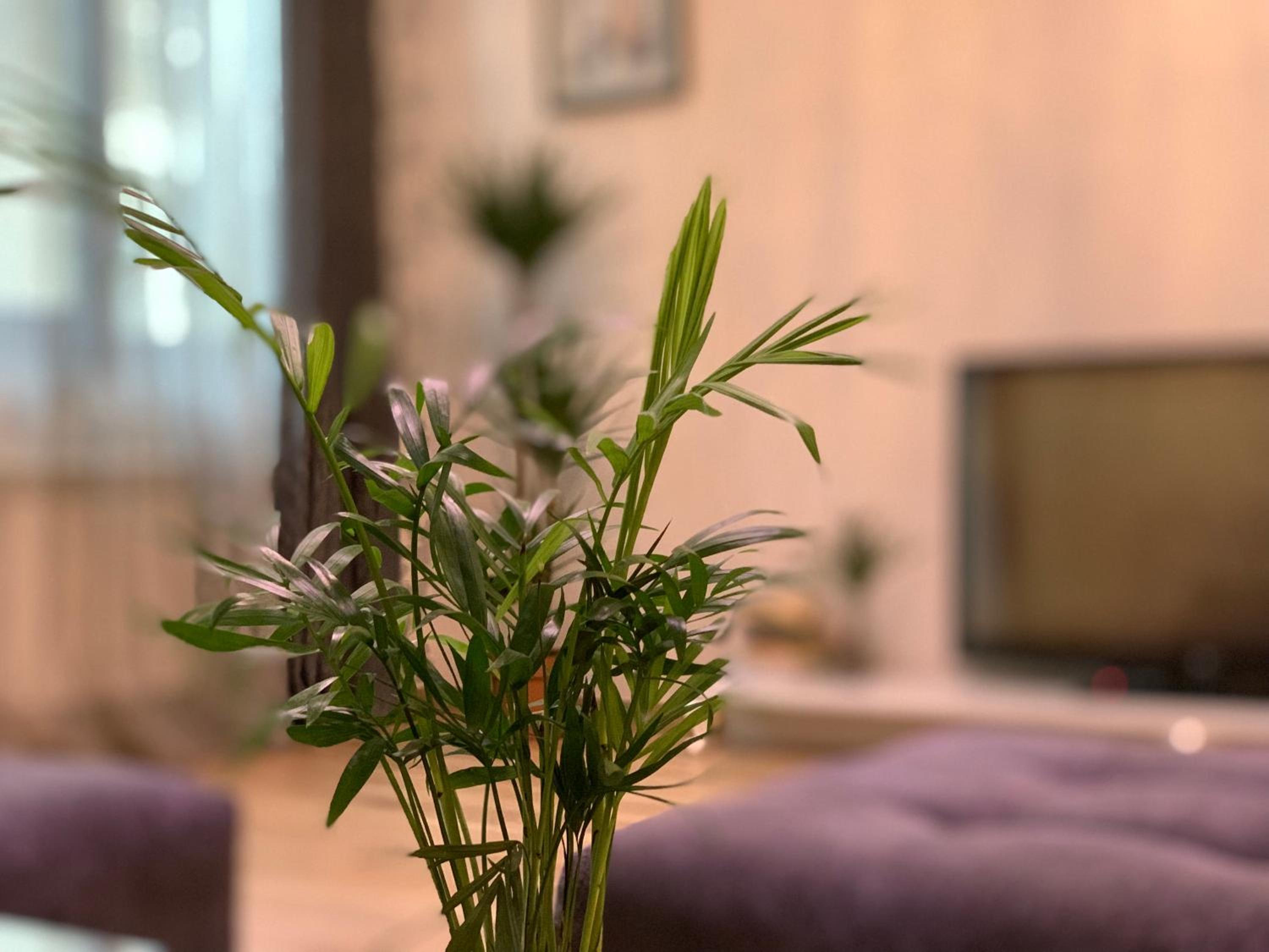 Gamarjoba Apartment
