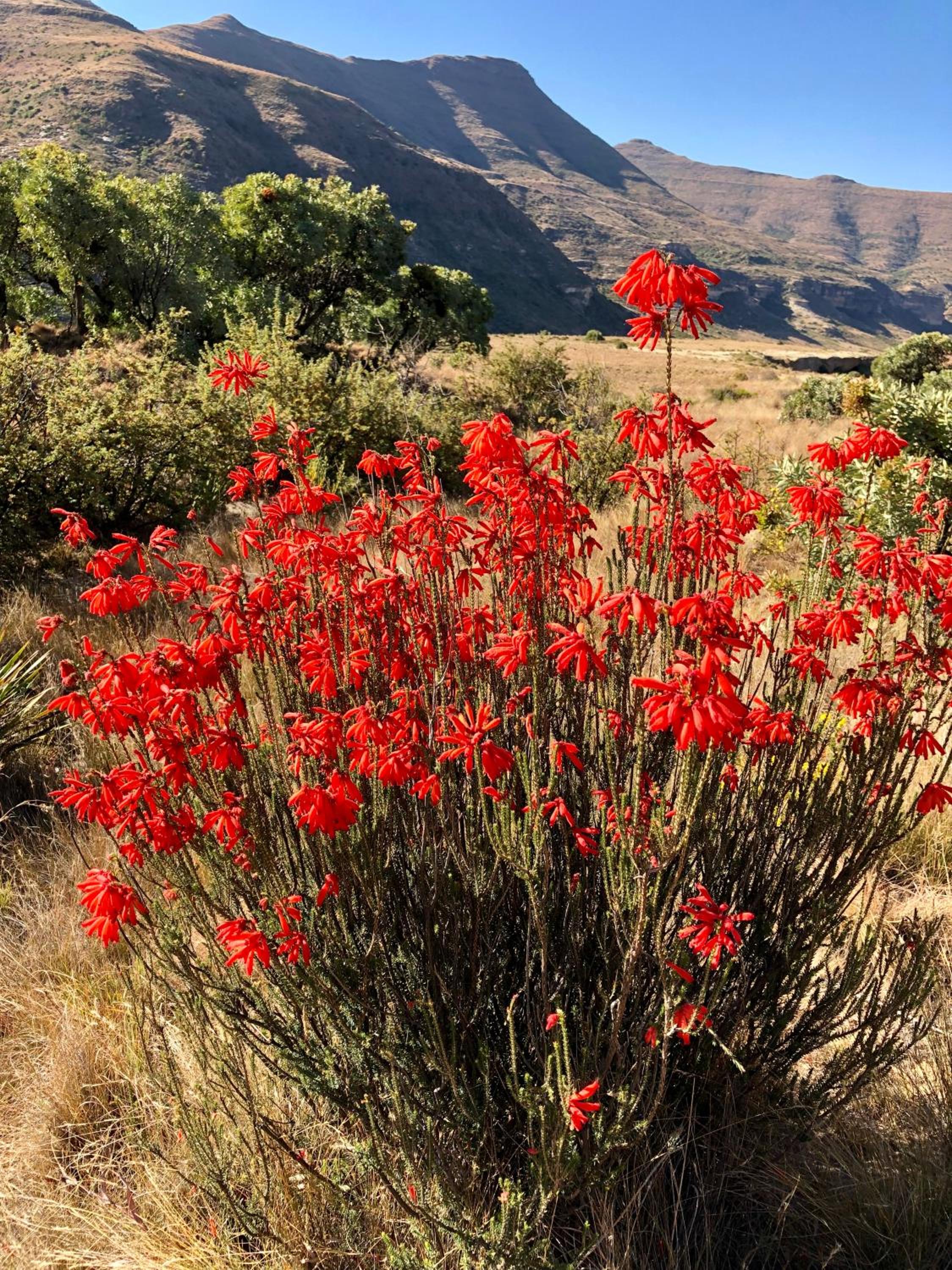 Franshoek Farm