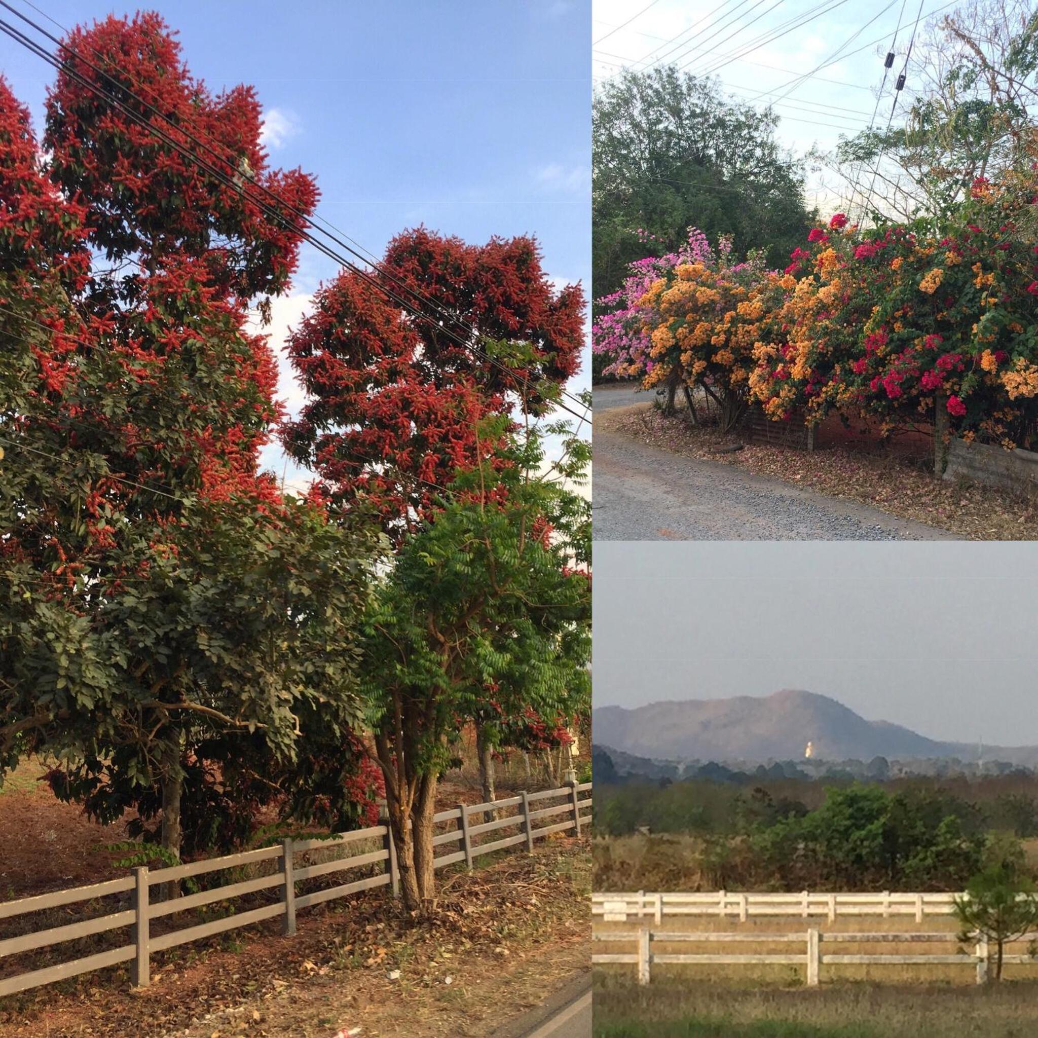Coombs Cottage, Khaoyai, Mu Si view 4