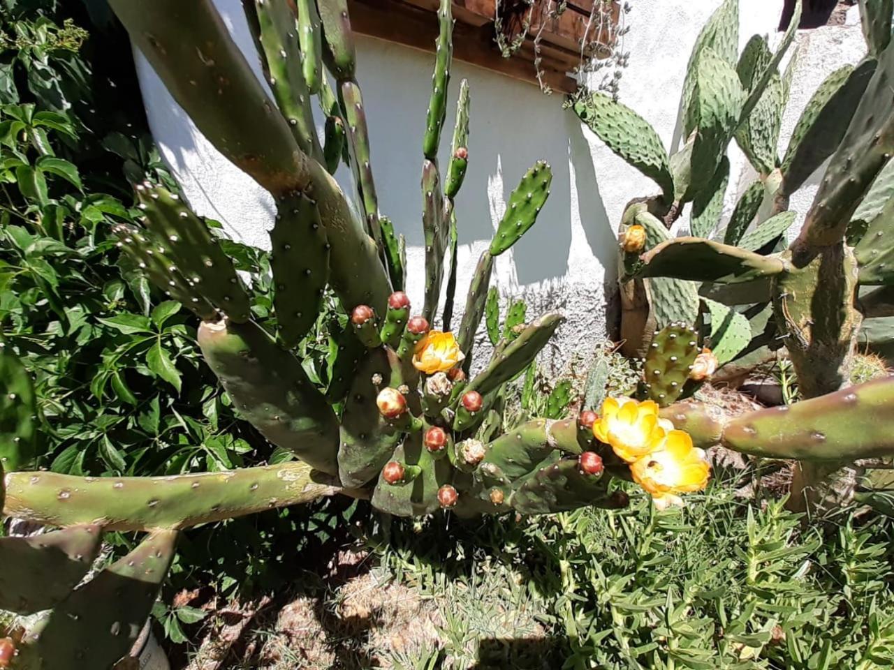 Cabañas Aike