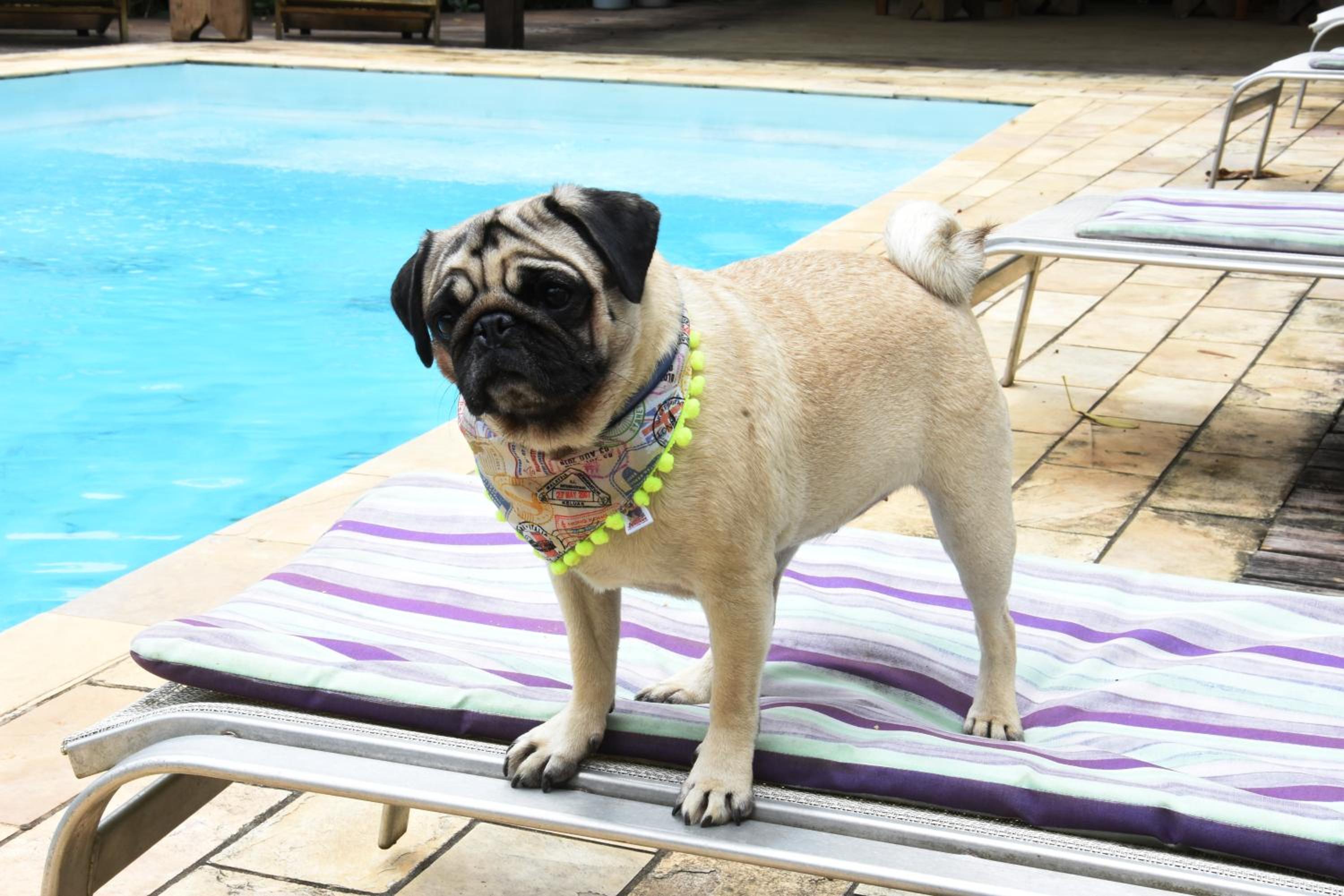 Pousada Portal do Cacau-Petfriendly