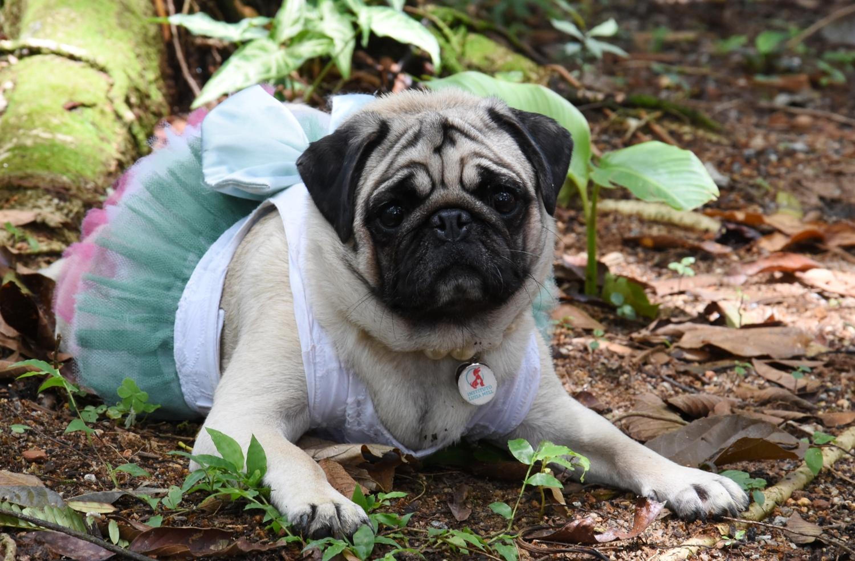 Pousada Portal do Cacau-Petfriendly