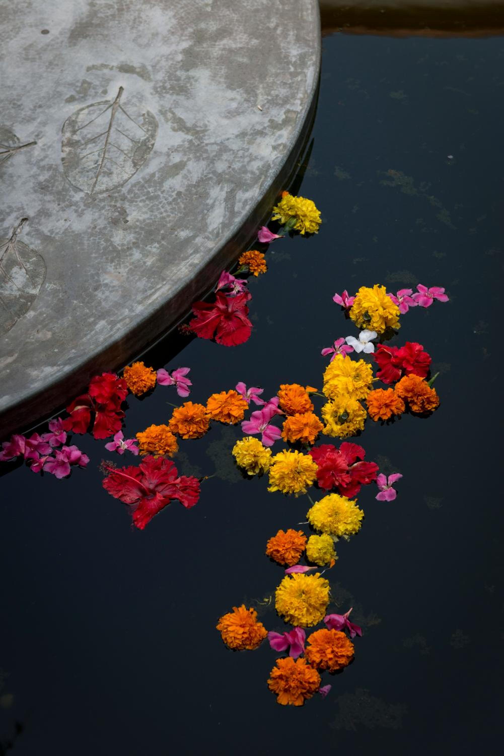 Purity at Lake Vembanad