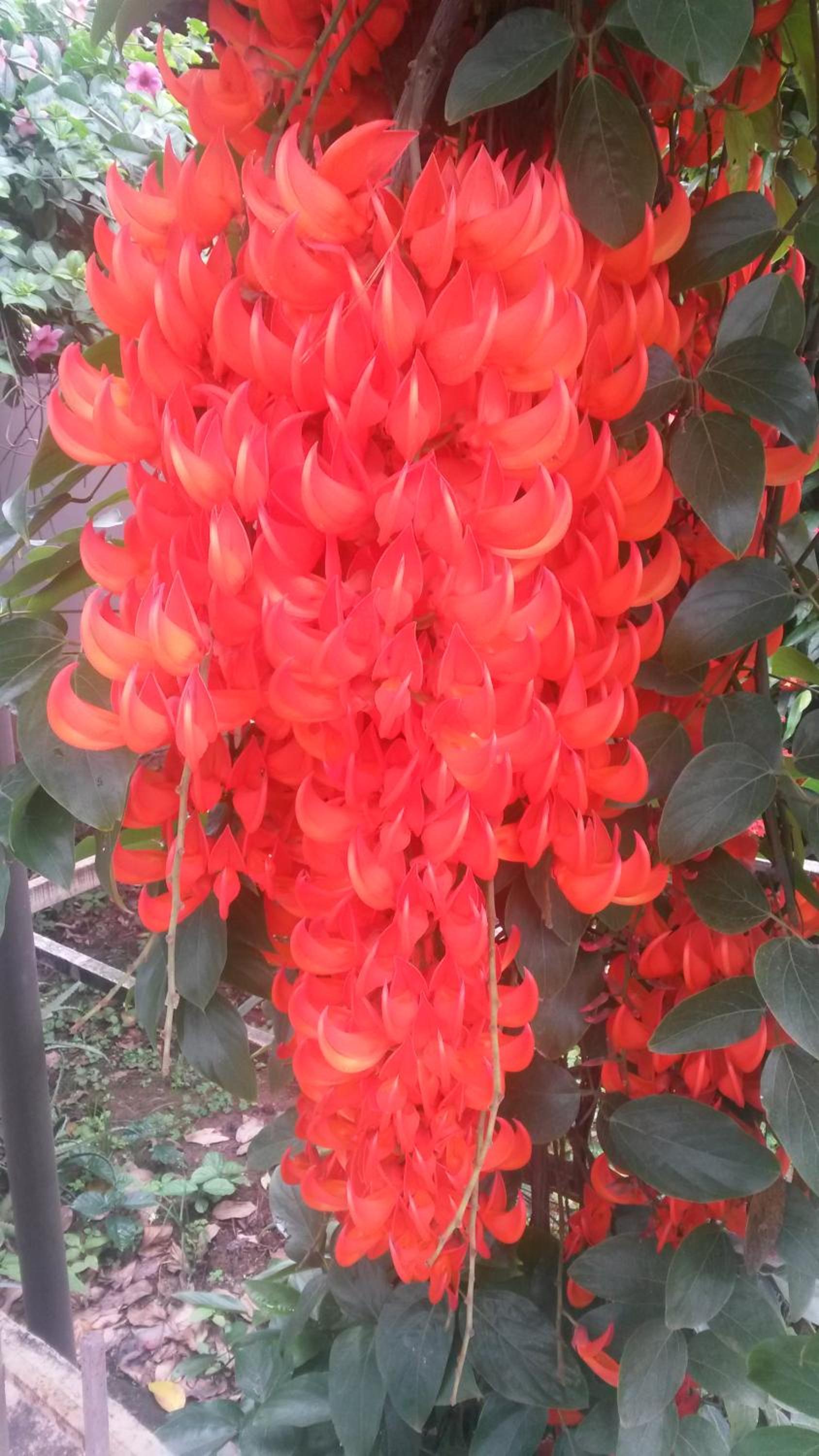 Tarana Homestay