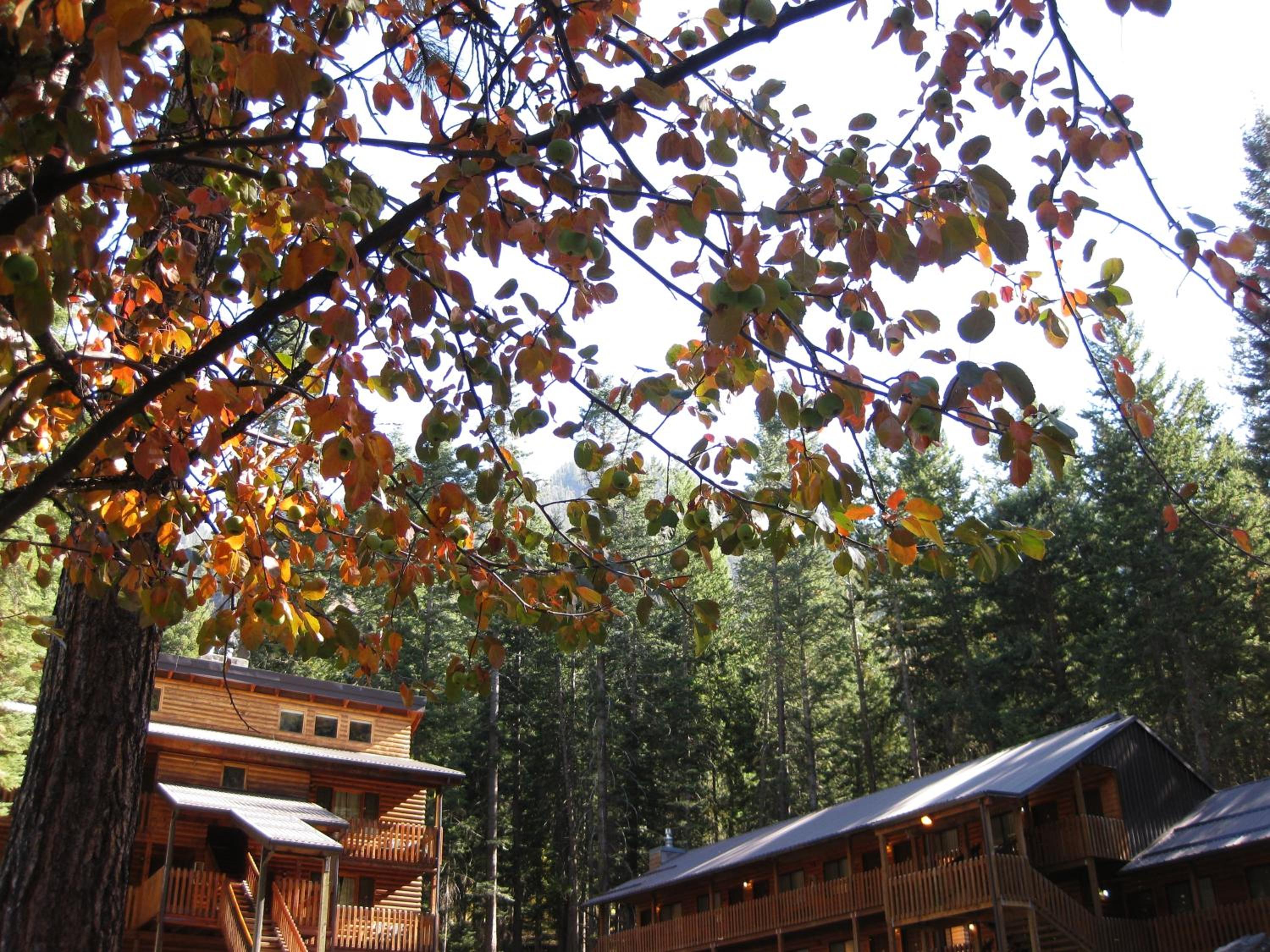 Eagle Cap Chalets