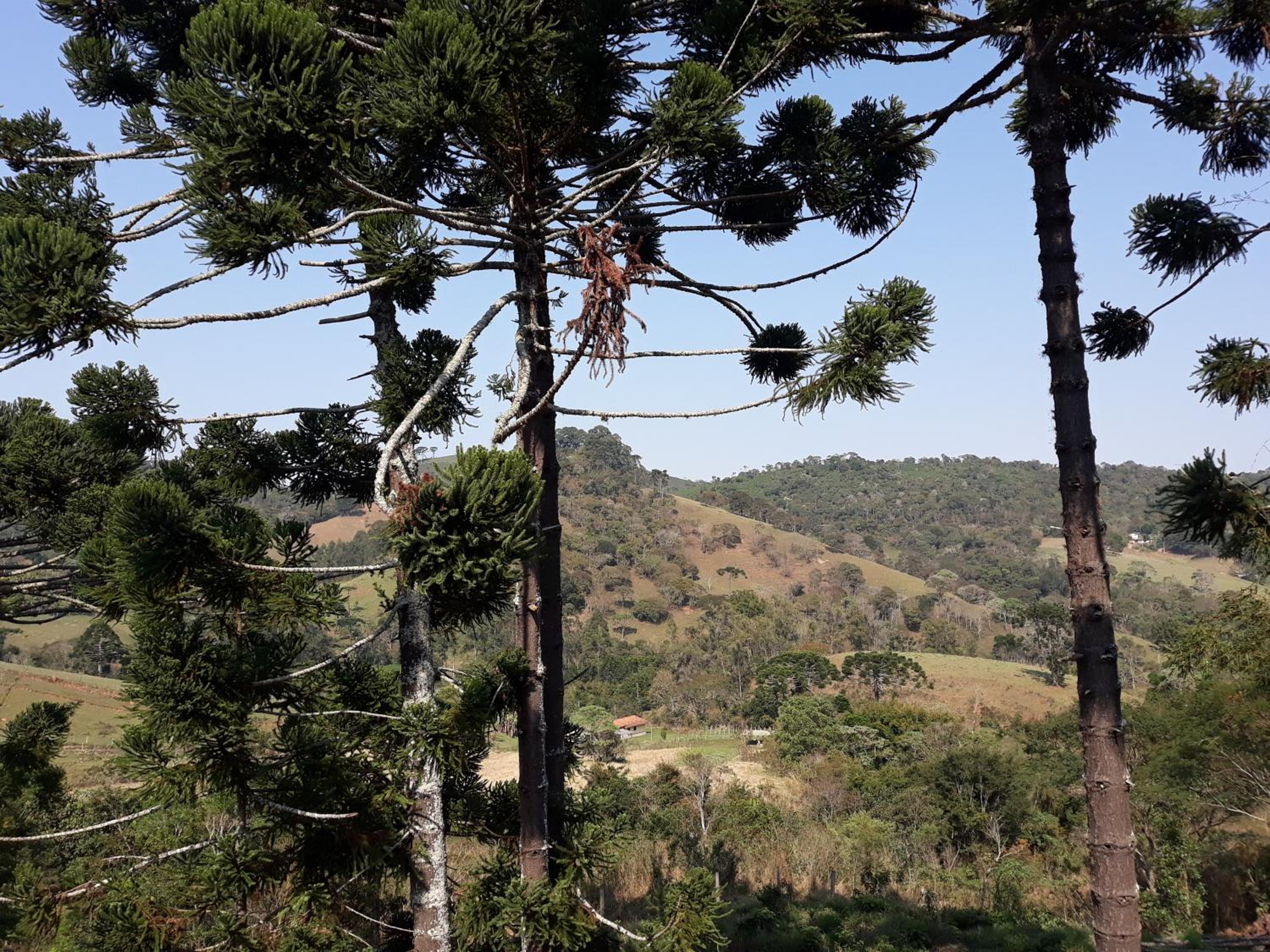 Solar dos Pinhais view 4