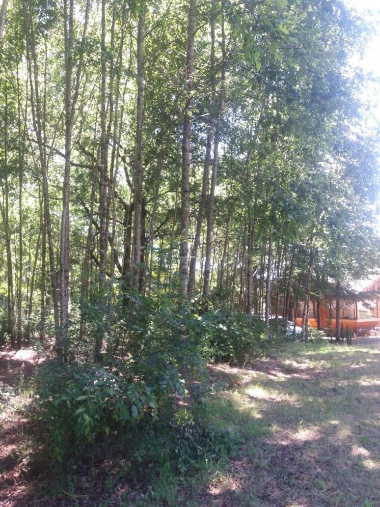 Bosques de Caburgua
