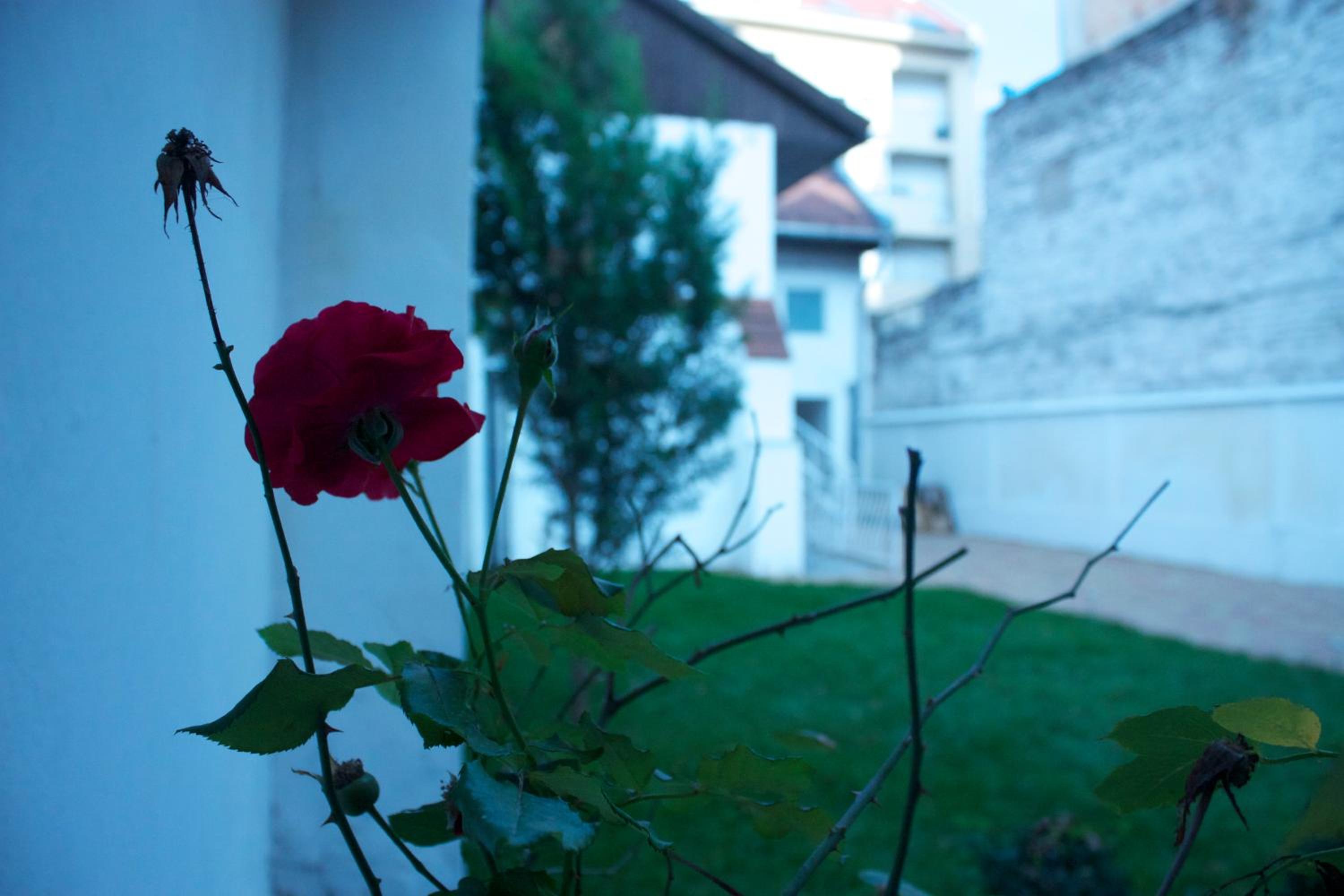 Garden House
