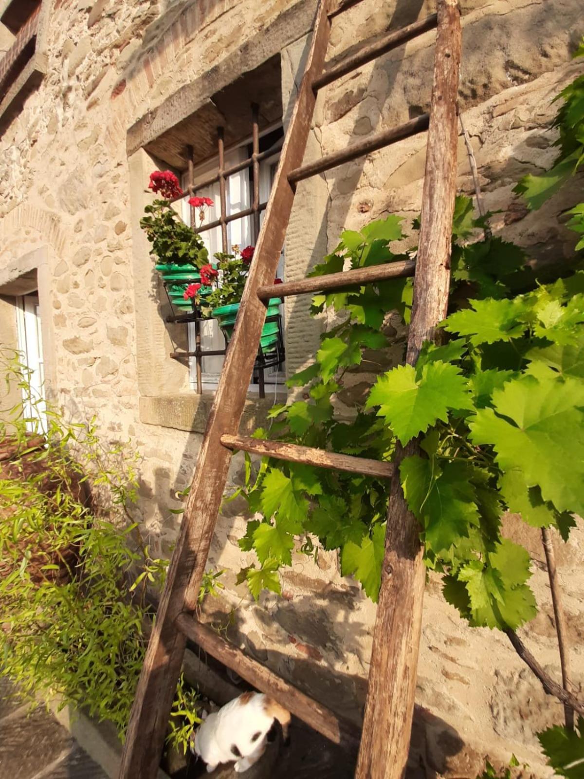 Agriturismo Frantoio Valiani view 5