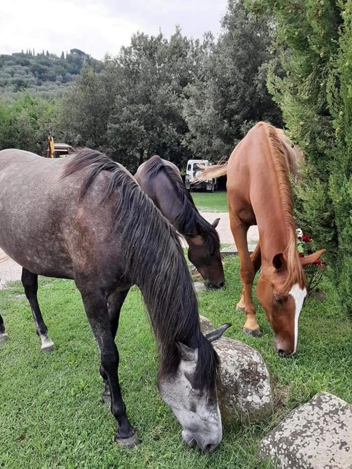 Agriturismo Frantoio Valiani view 4
