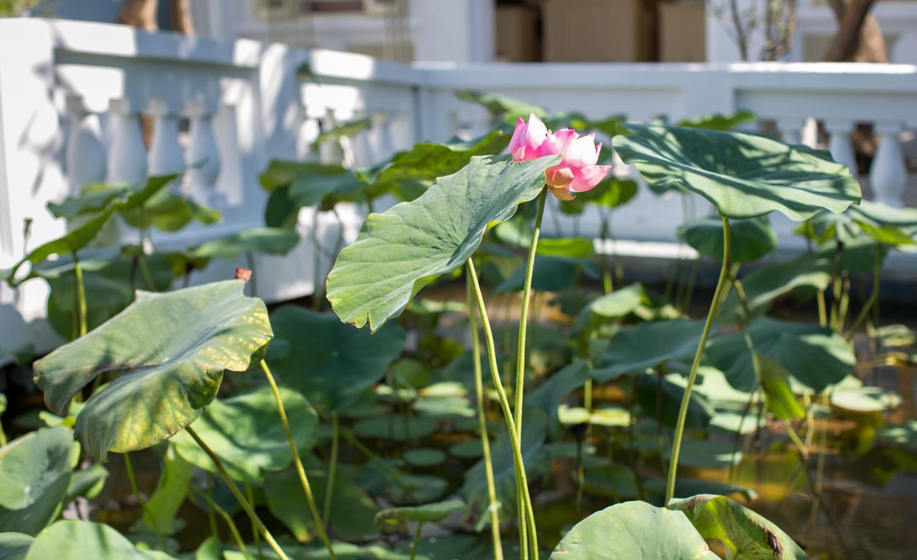 Hoi An Garden Palace and Spa - A Boutique Inspired by Nature